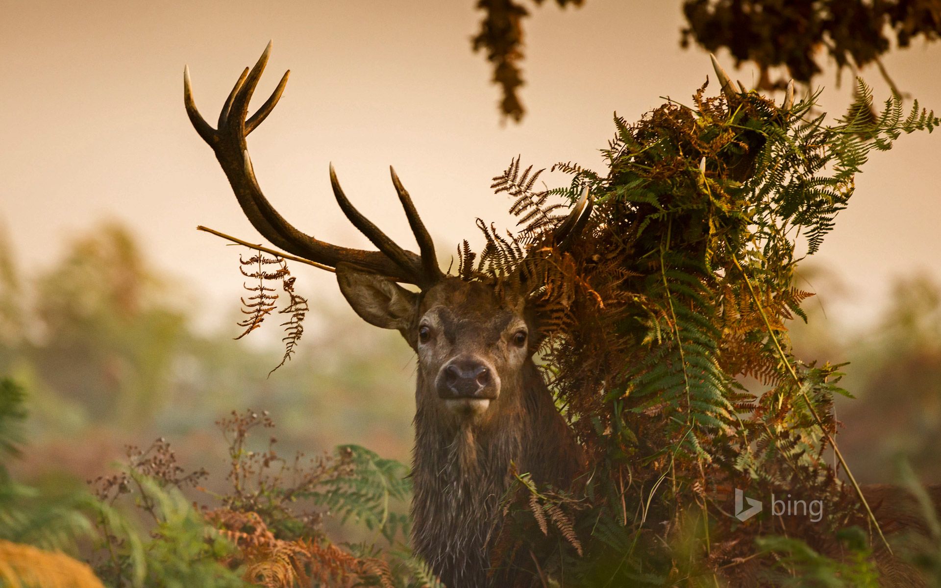 A male red deer in London's Richmond Park