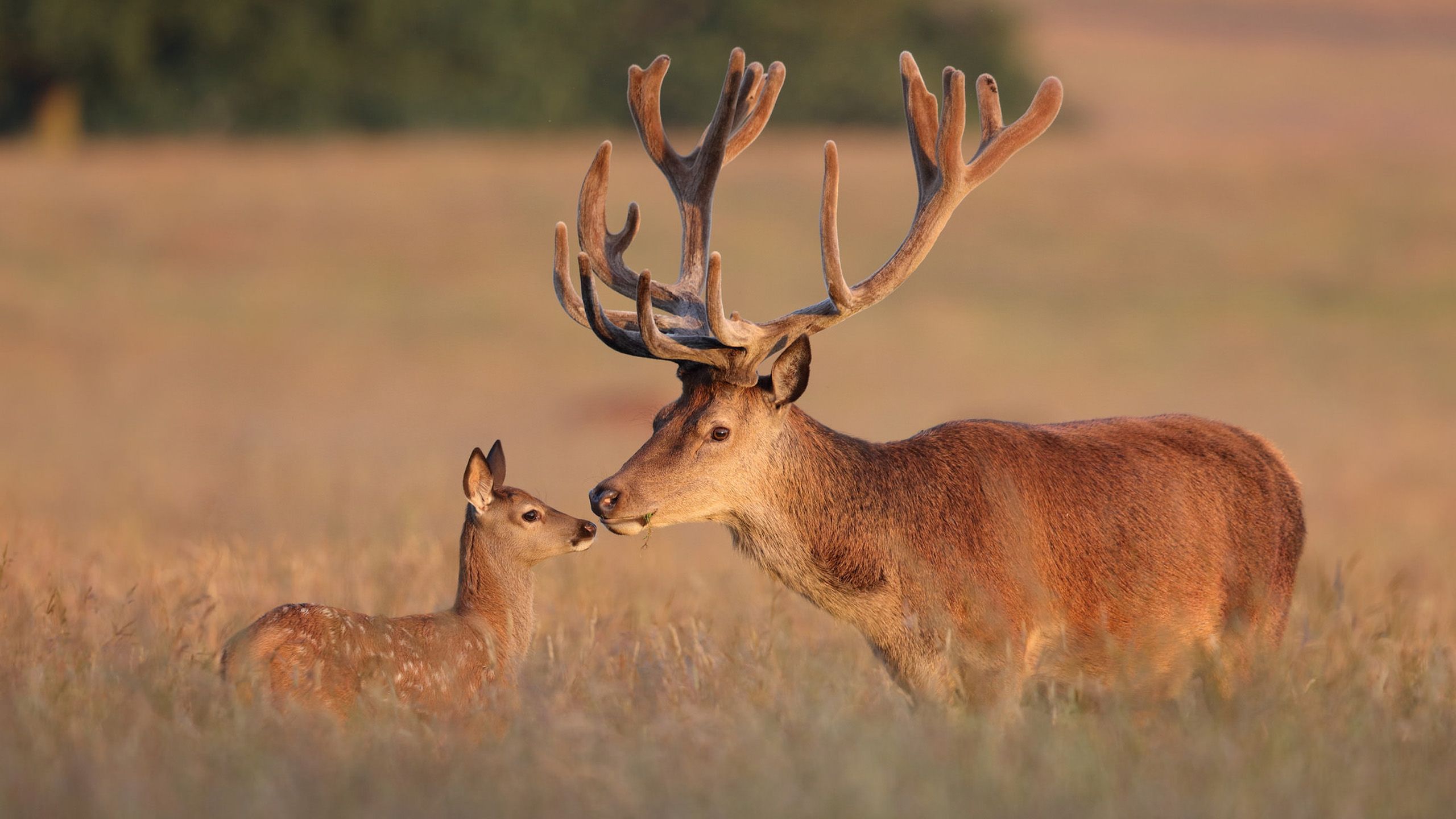Red Deer Deer & Elk With Large Antlers HD Desktop Wallpaper