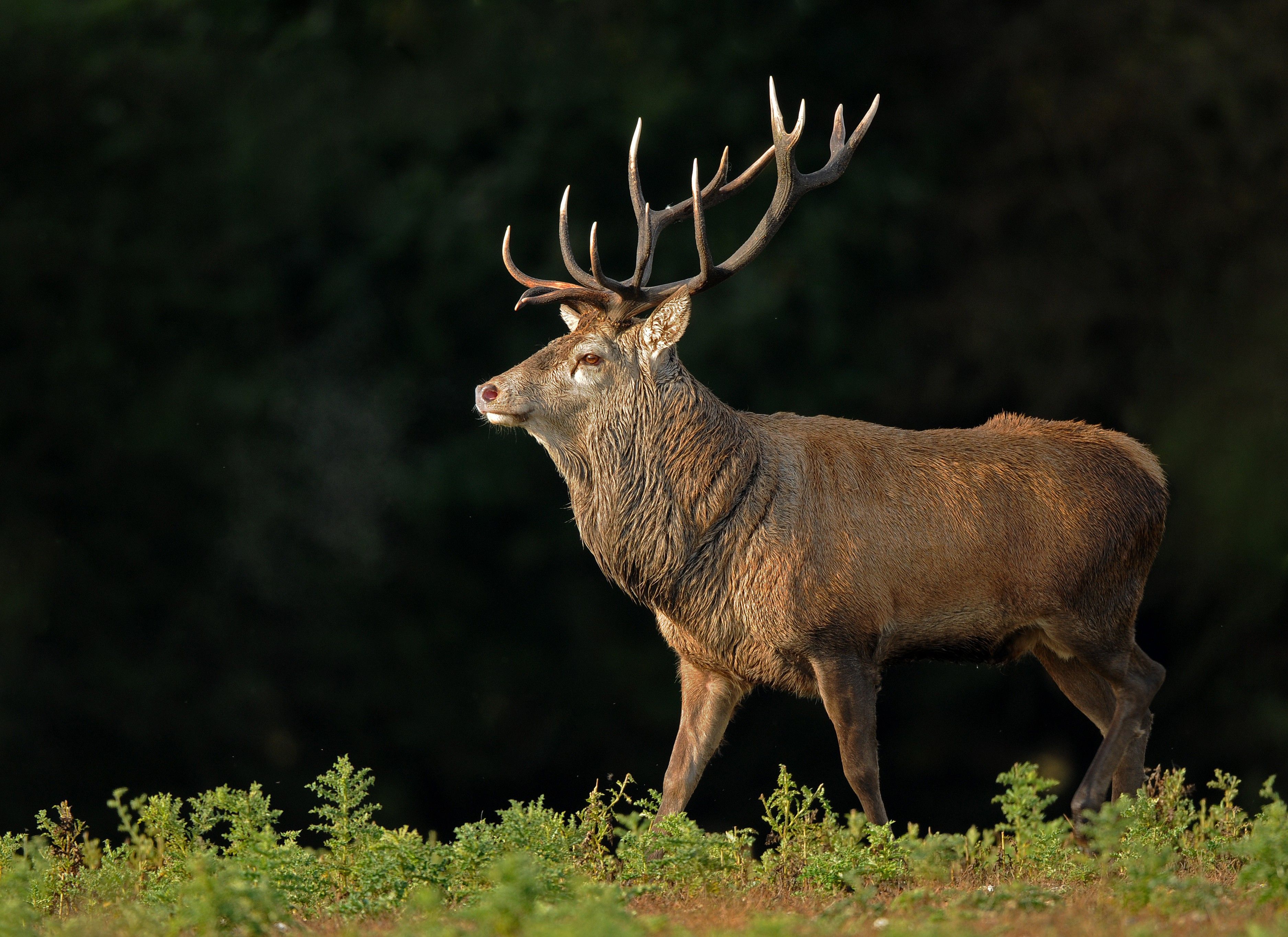 red deer stag by Jon Evans HD Wallpaper. Background Image