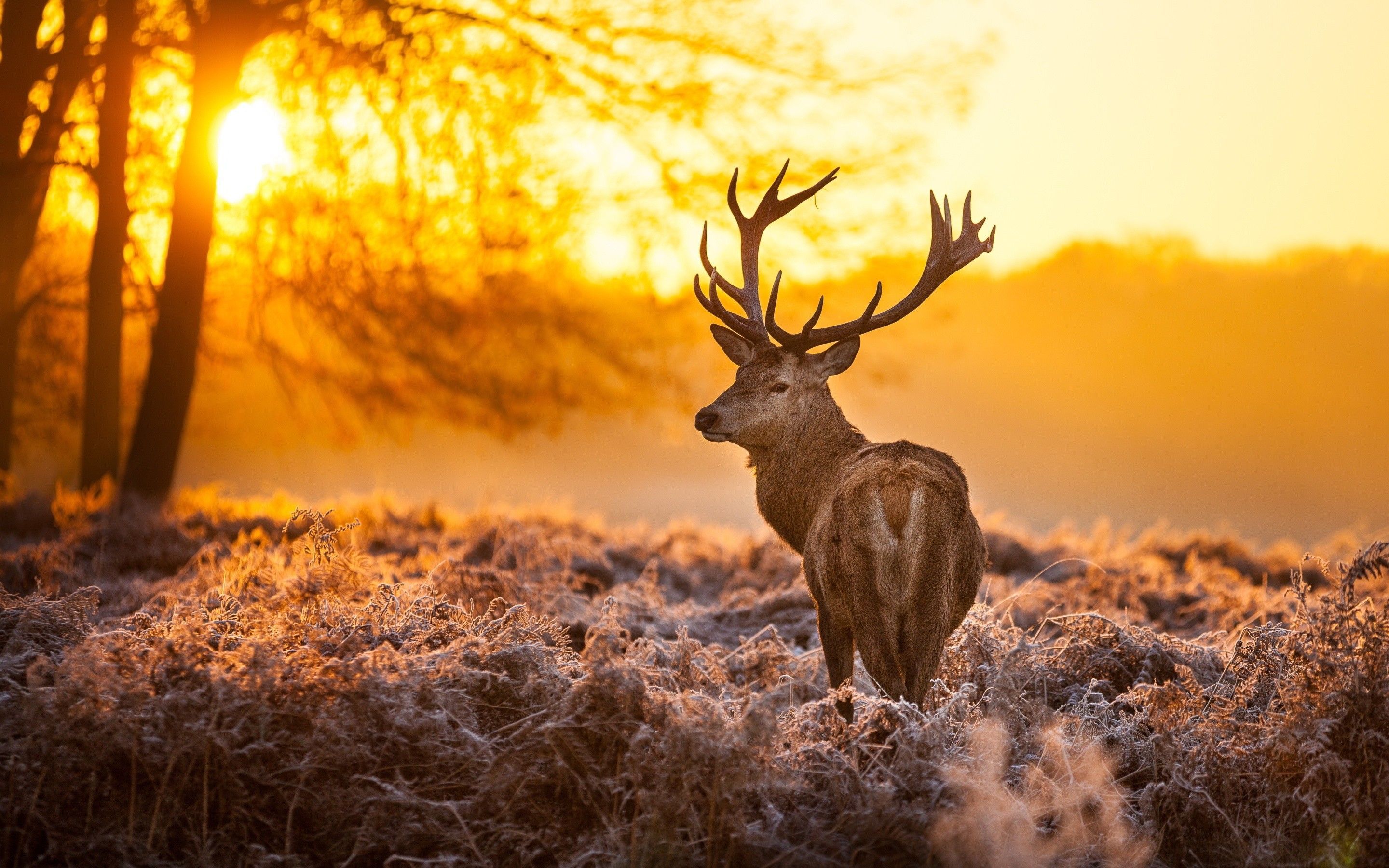 Deer with Sunset in Background [1680×3000] : r/Amoledbackgrounds
