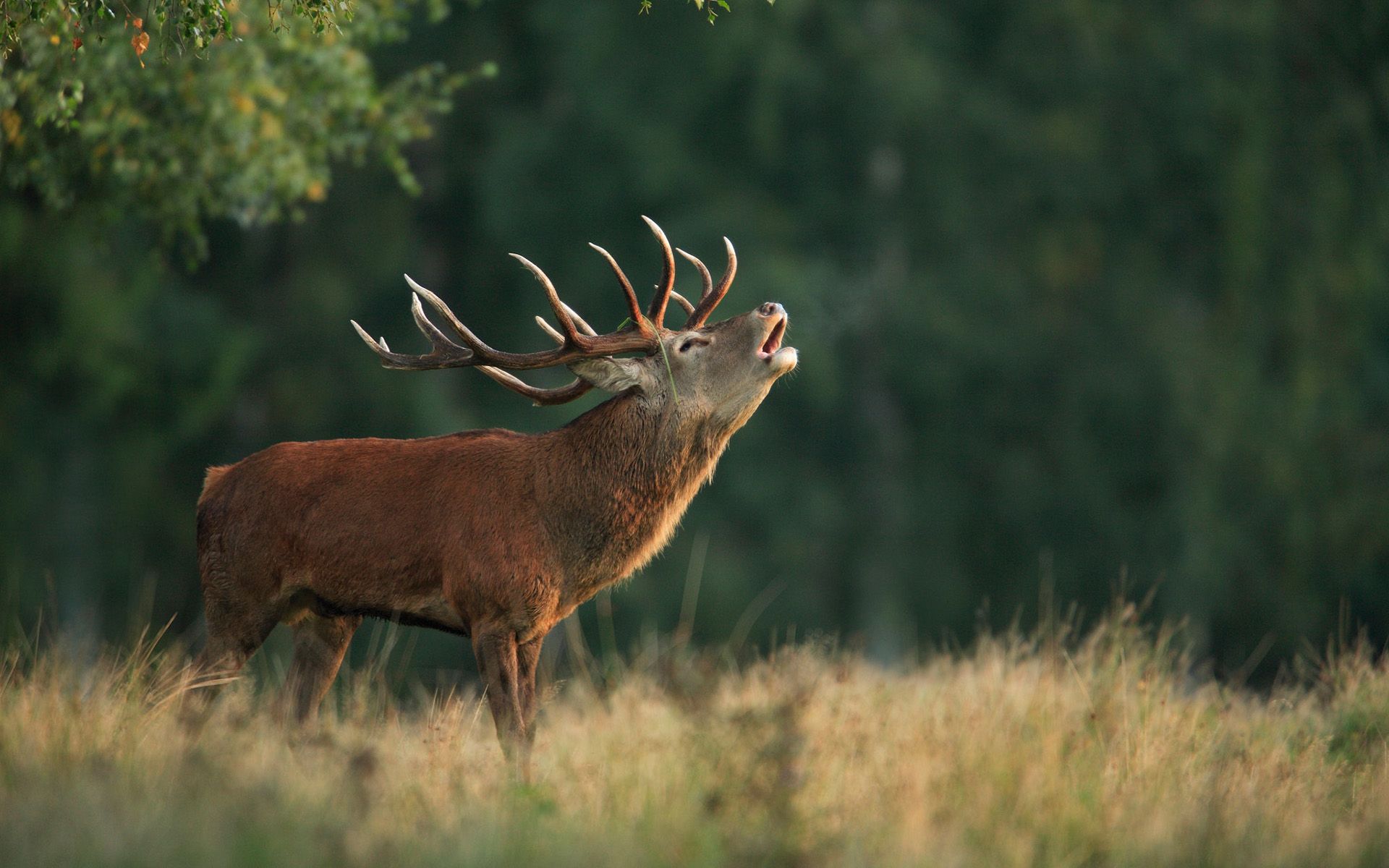 Wallpaper download nature, deer, background, horns, red deer