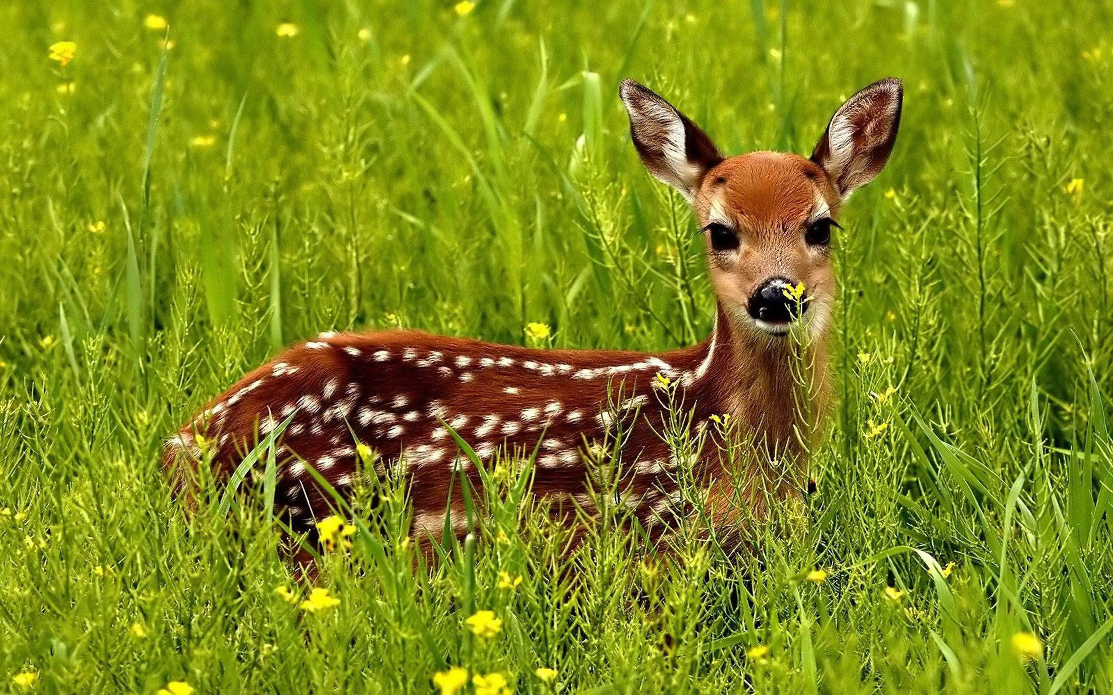 Cute Little Red Deer In A Green Grass Desktop Wallpaper HD 3840x2400, Wallpaper13.com