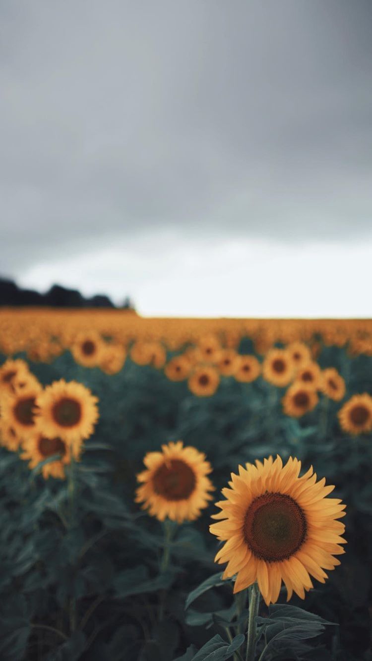 Sunny Sunflowers Wallpapers - Wallpaper Cave