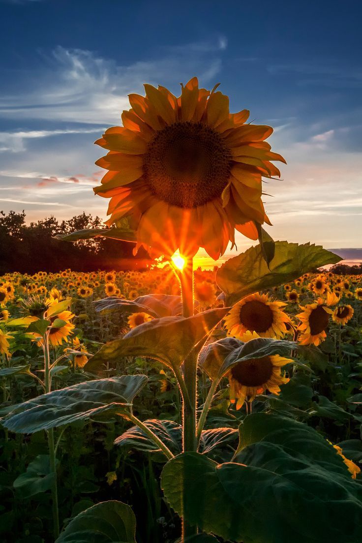 Sunny Sunflowers Wallpapers - Wallpaper Cave