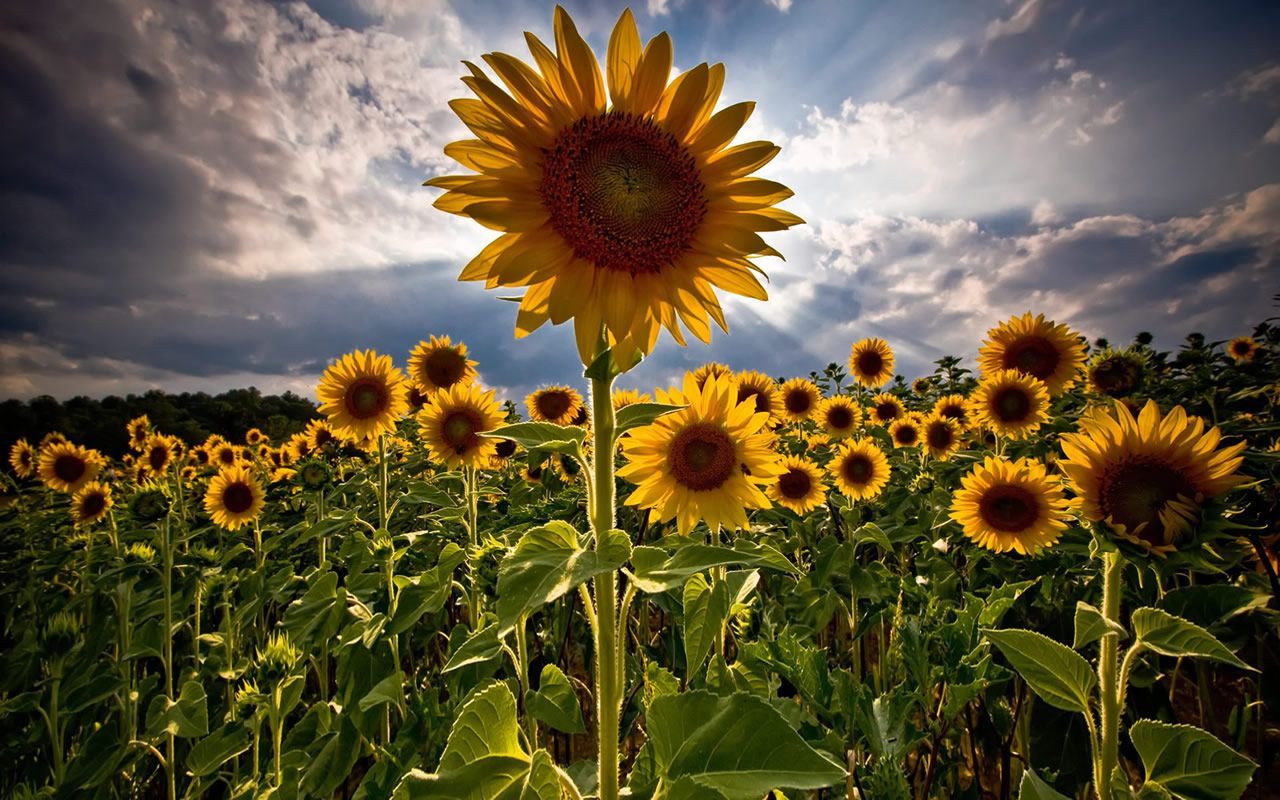 SUNNY SUNFLOWERS. Flower background image