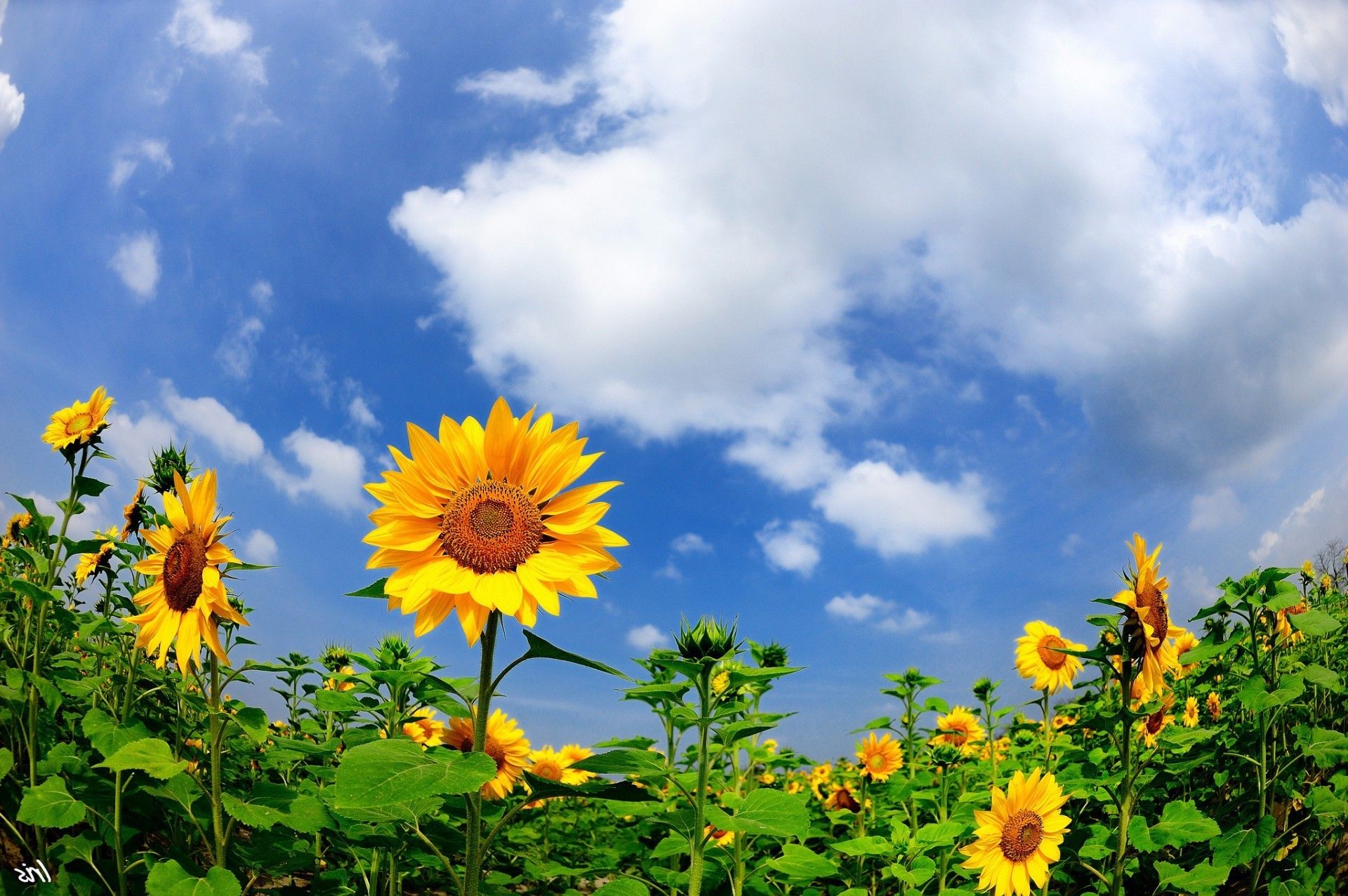 Sunny flowers under blue sky