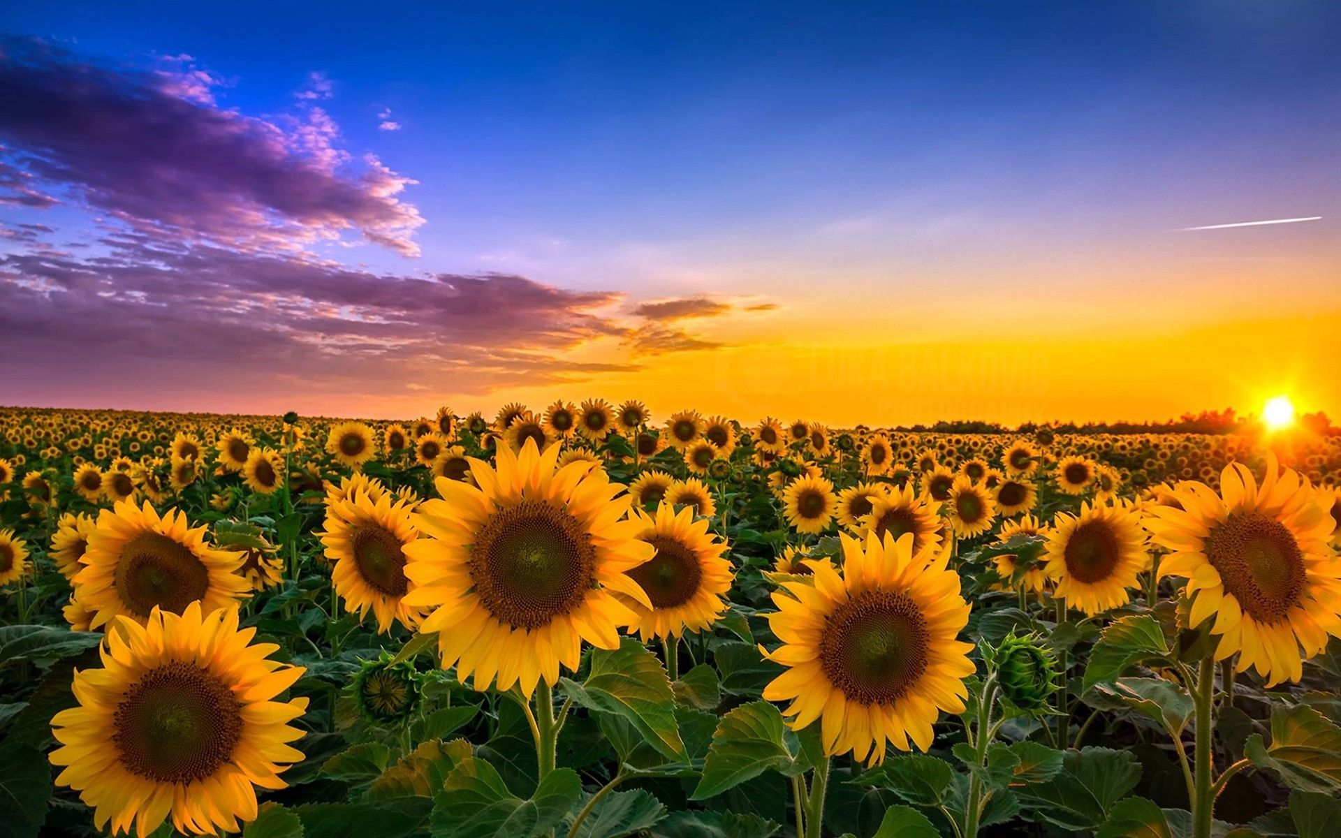 Sunny Sunflowers Wallpapers Wallpaper Cave Sunny Sunflowers Wallpapers Wallpaper Cave