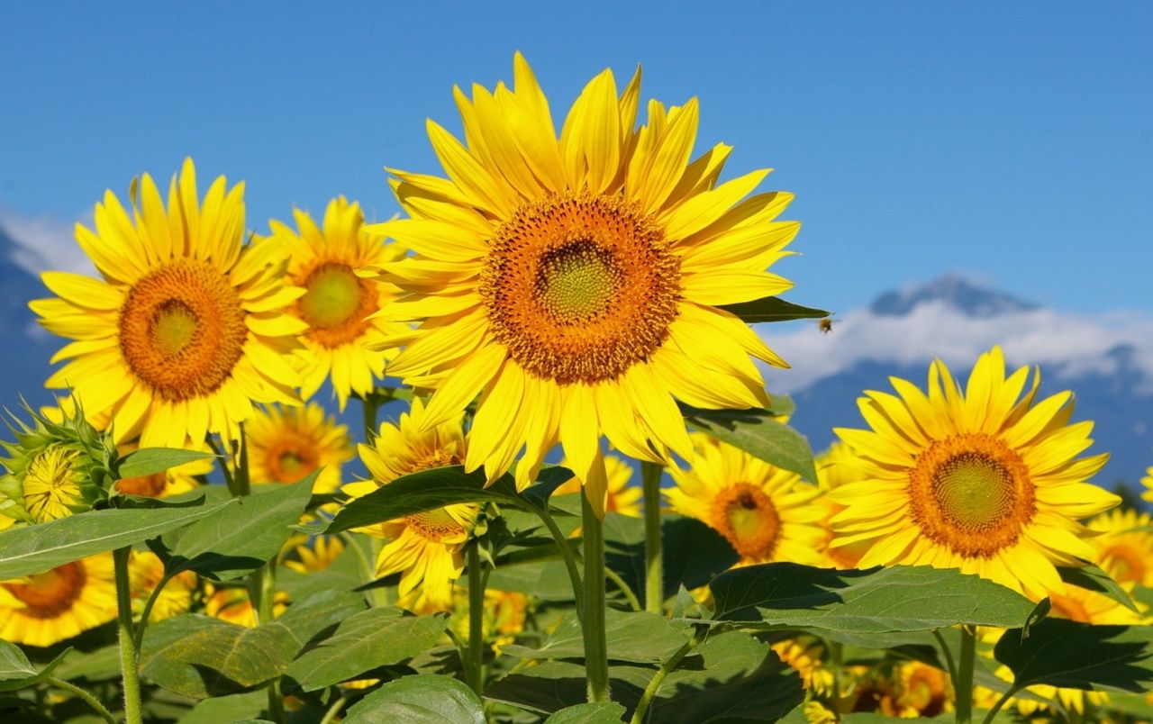 Sunny Flowers Mountains Sky wallpaper. Sunny Flowers Mountains