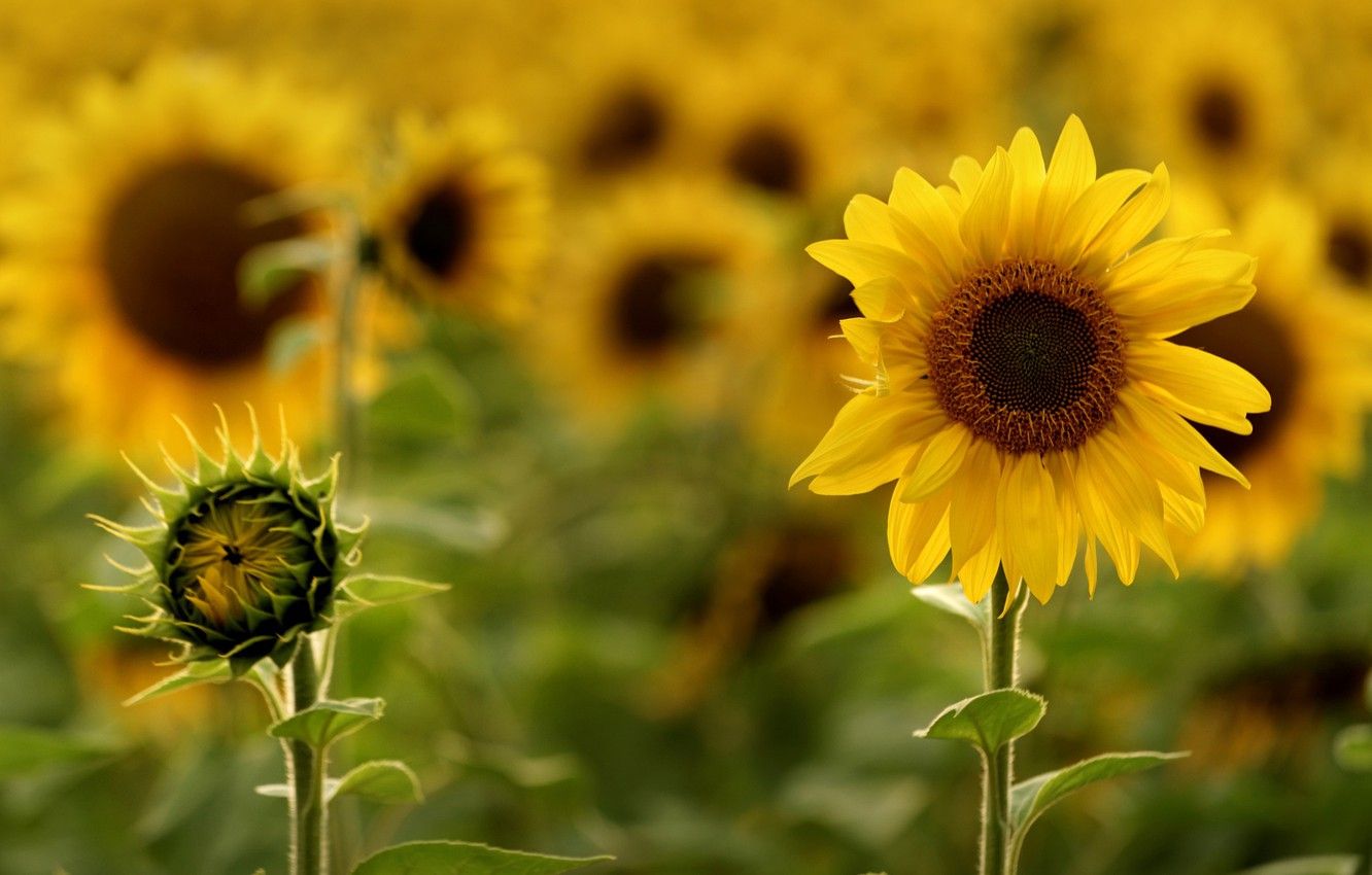 Wallpaper summer, sunflowers, nature, heat, bright, Sunny image