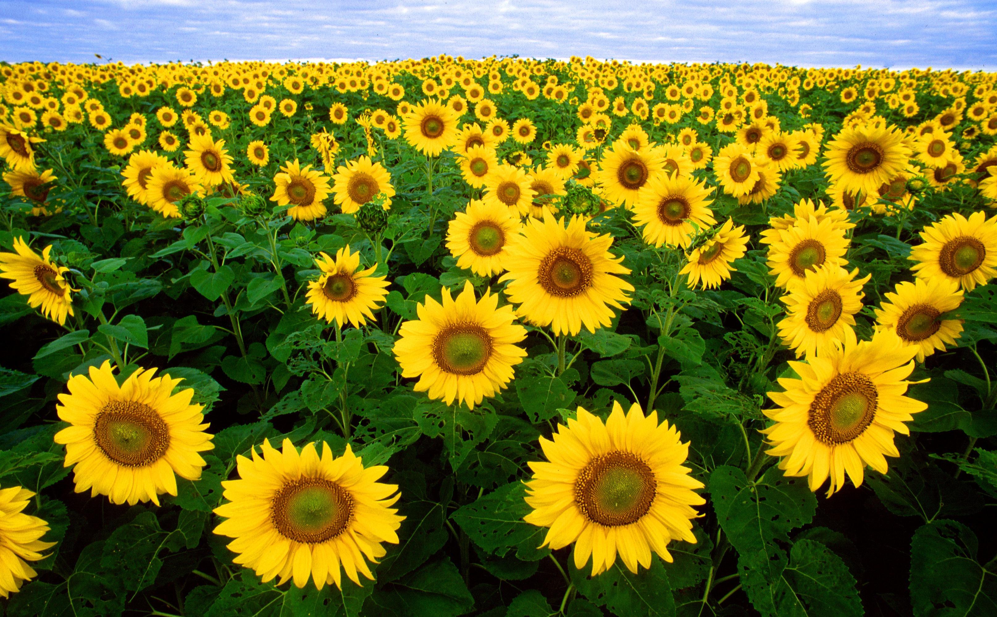 sunflower field under blue sunny sky [1920x1080]