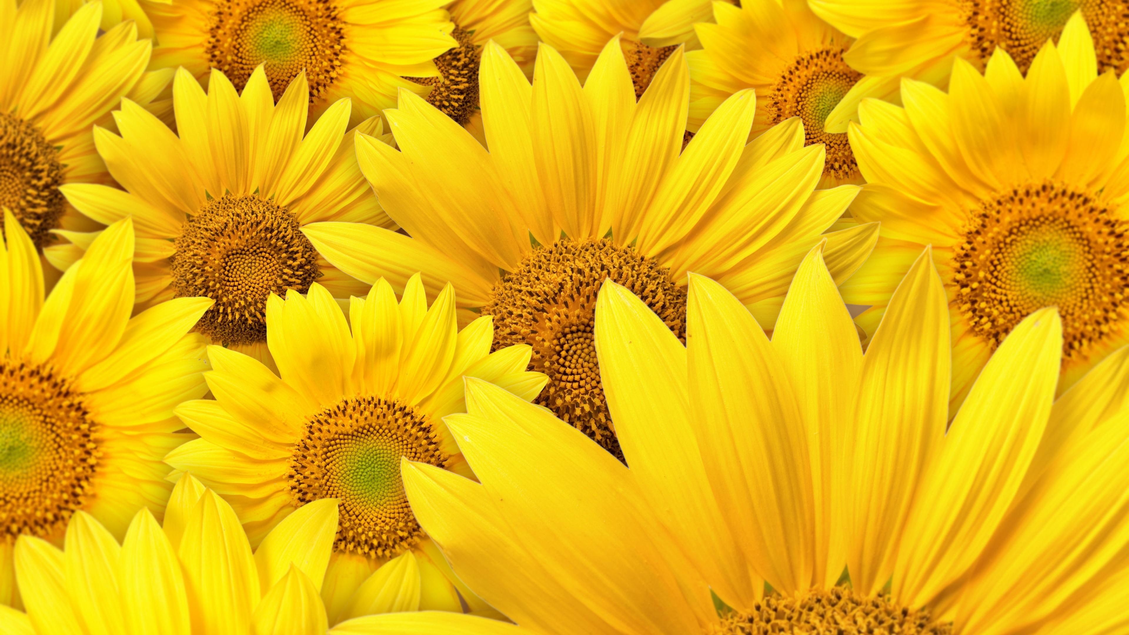 sunflower #yellow #flower #plant #petal #summer #blossom #sun