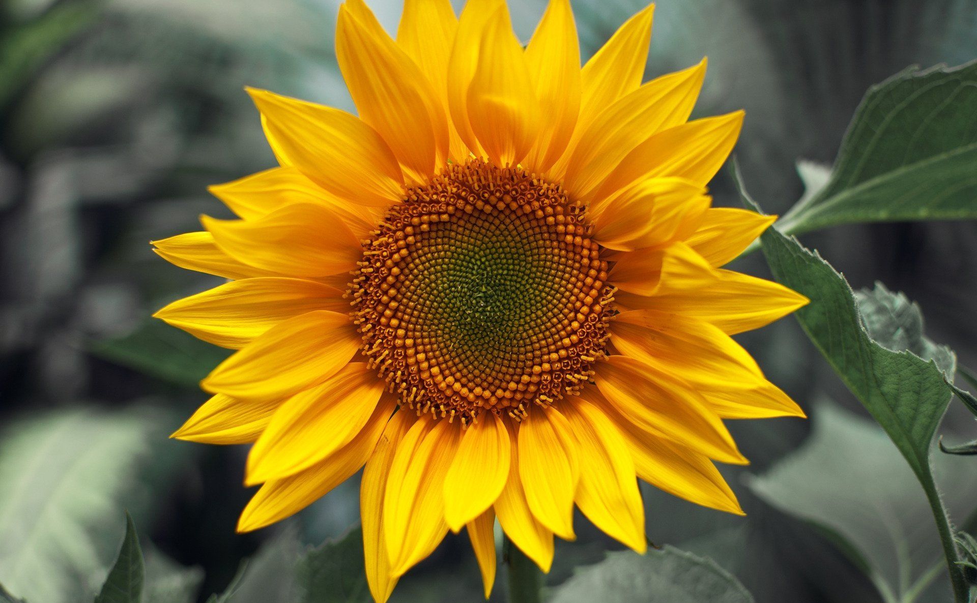 Sunny Sunflower Wallpaper
