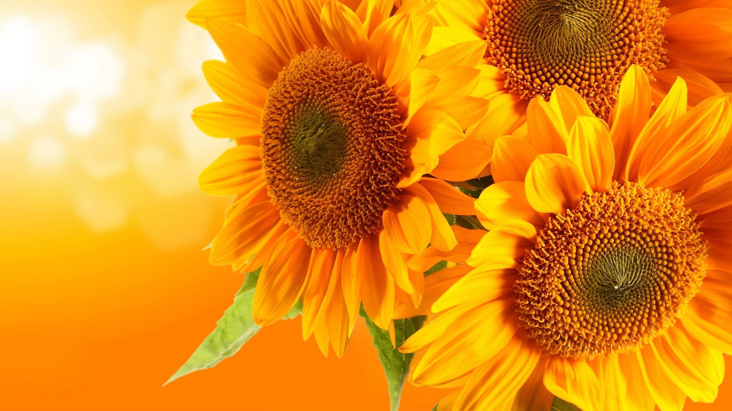 Whimsical Sunflower Desktop Wallpaper Free Whimsical