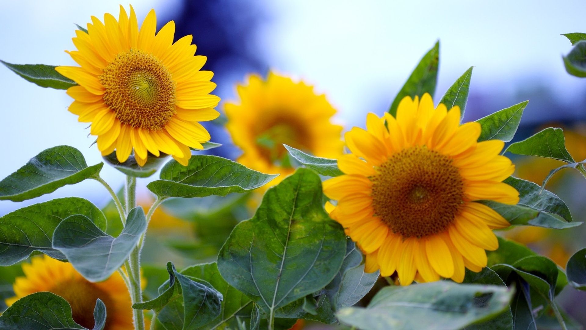Whimsical Sunflower Desktop Wallpaper Free Whimsical