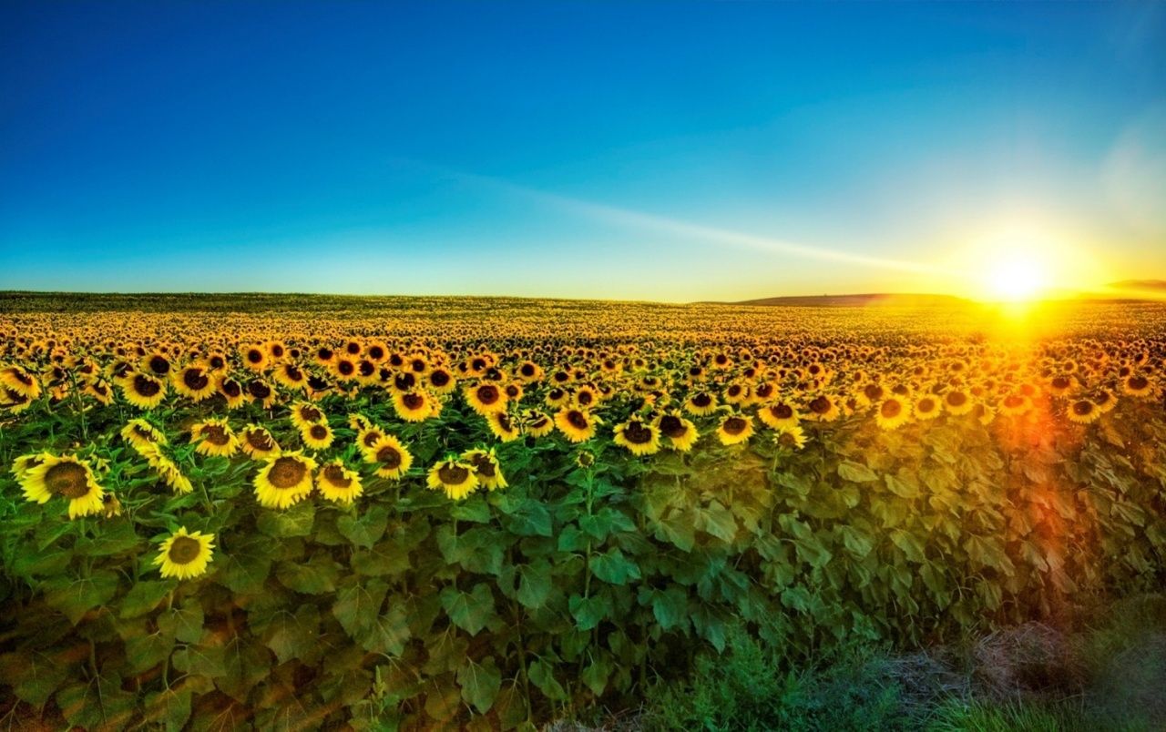 Sunflower Fields Wallpaper