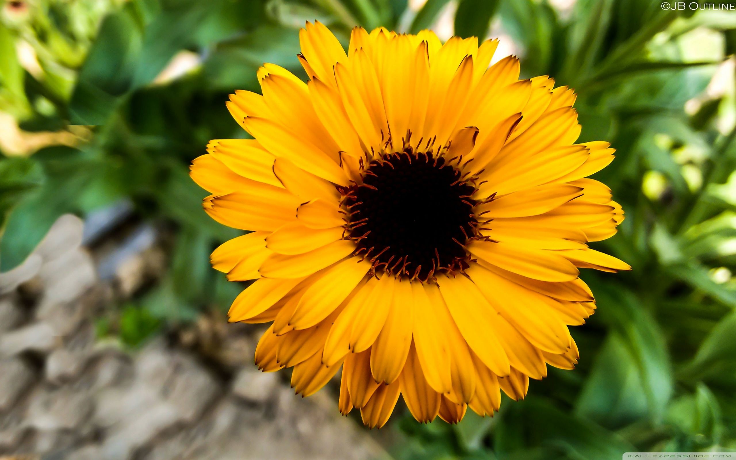 Sunny Sunflower Ultra HD Desktop Background Wallpaper for 4K UHD