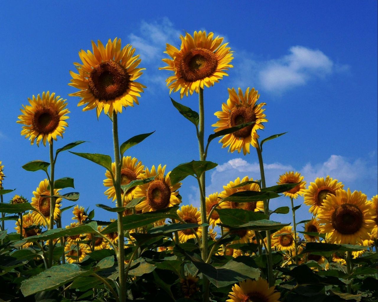 Download wallpaper 1280x1024 sunflowers, field, summer, sky, sunny