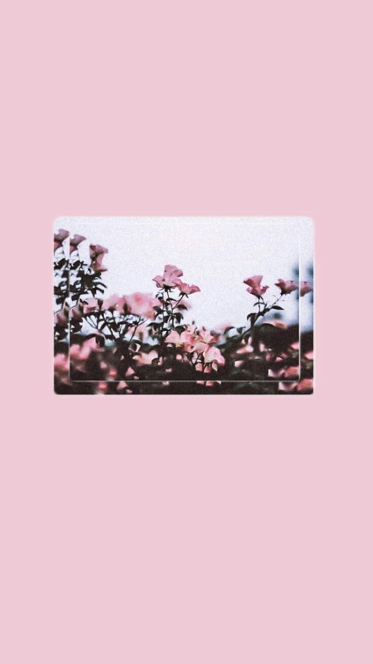 light pink tumblr backgrounds