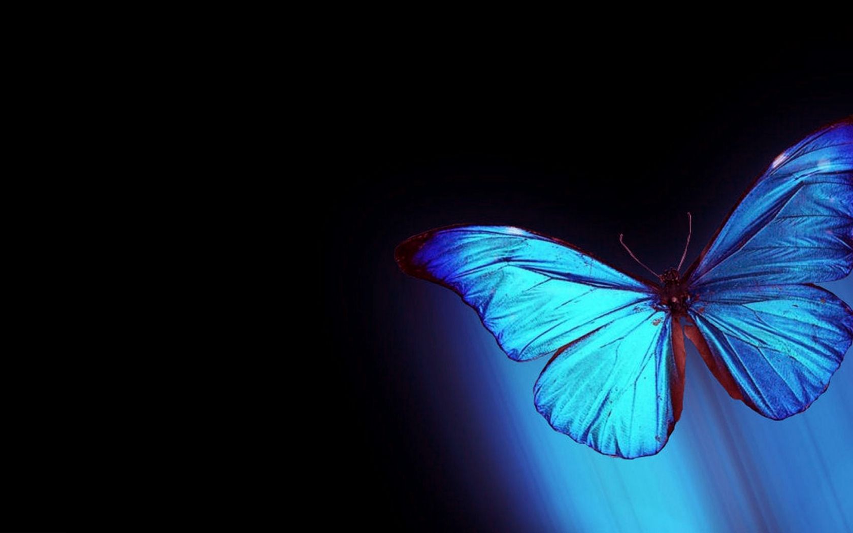 Free download Abstract Butterfly Wallpaper For Laptop Unique HD