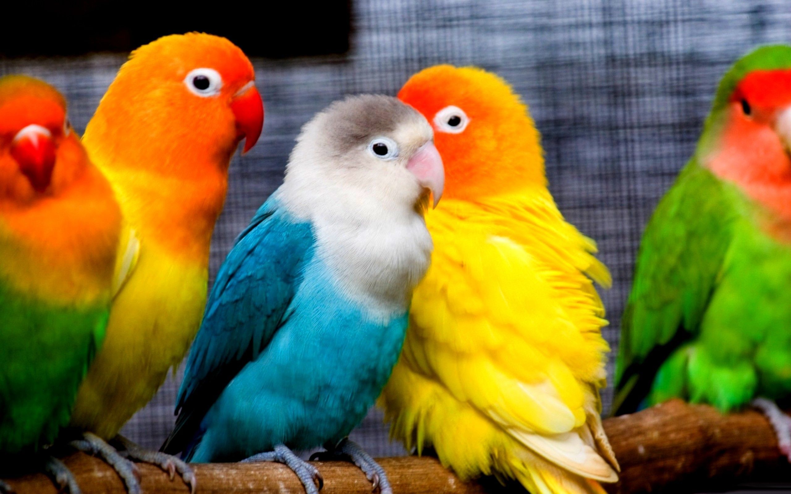 Parrot Bird Wallpaper