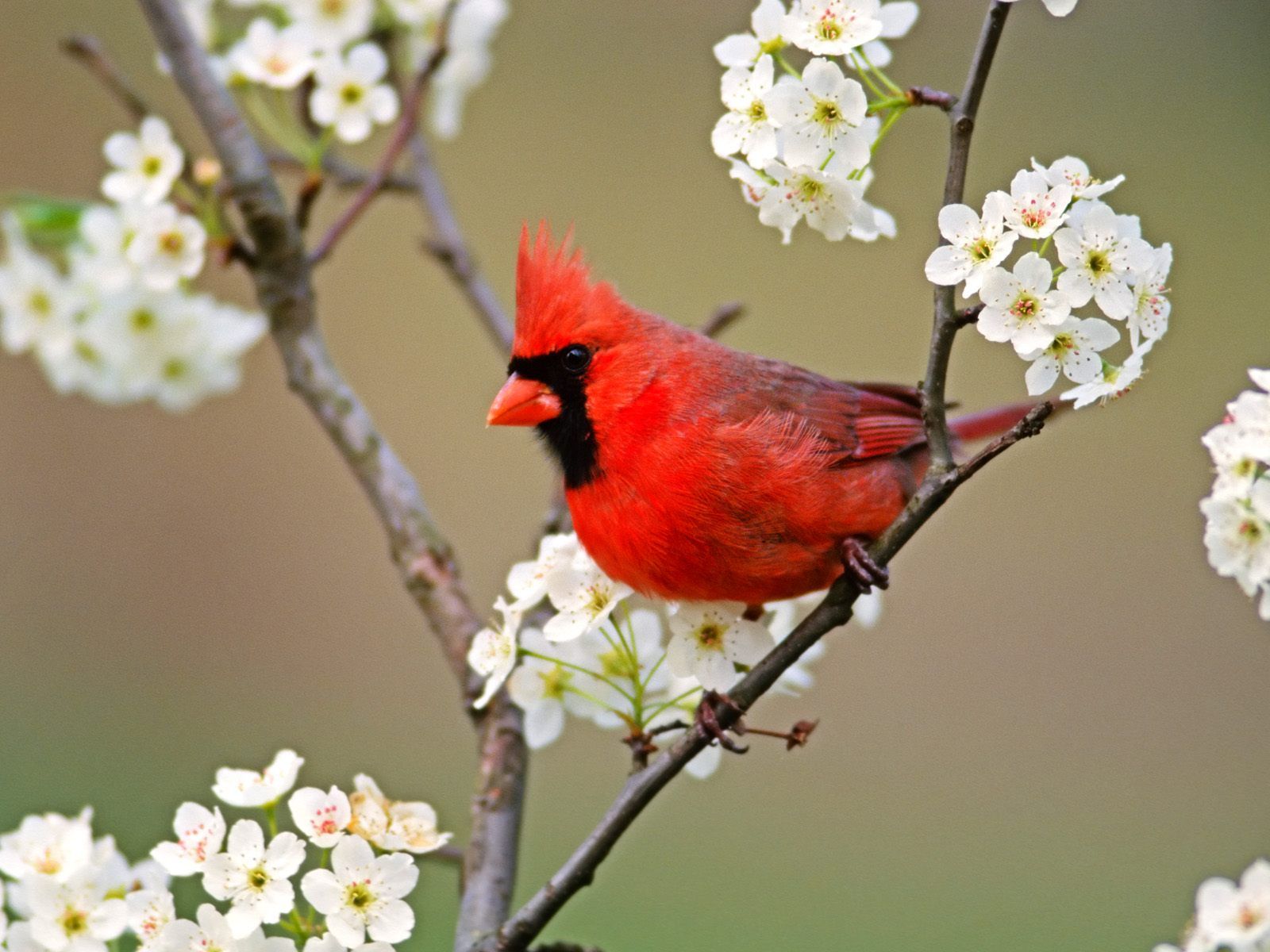 Cute Red Cardinal Birds Wallpaper