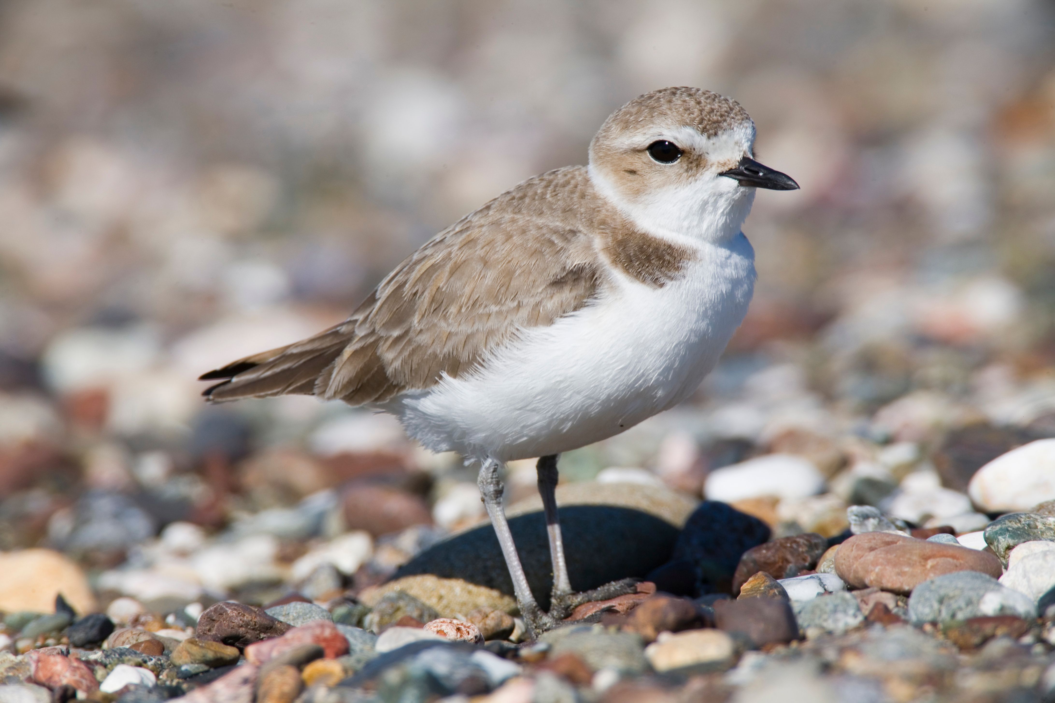 Kentish Plover photo and wallpaper. Collection of the Kentish