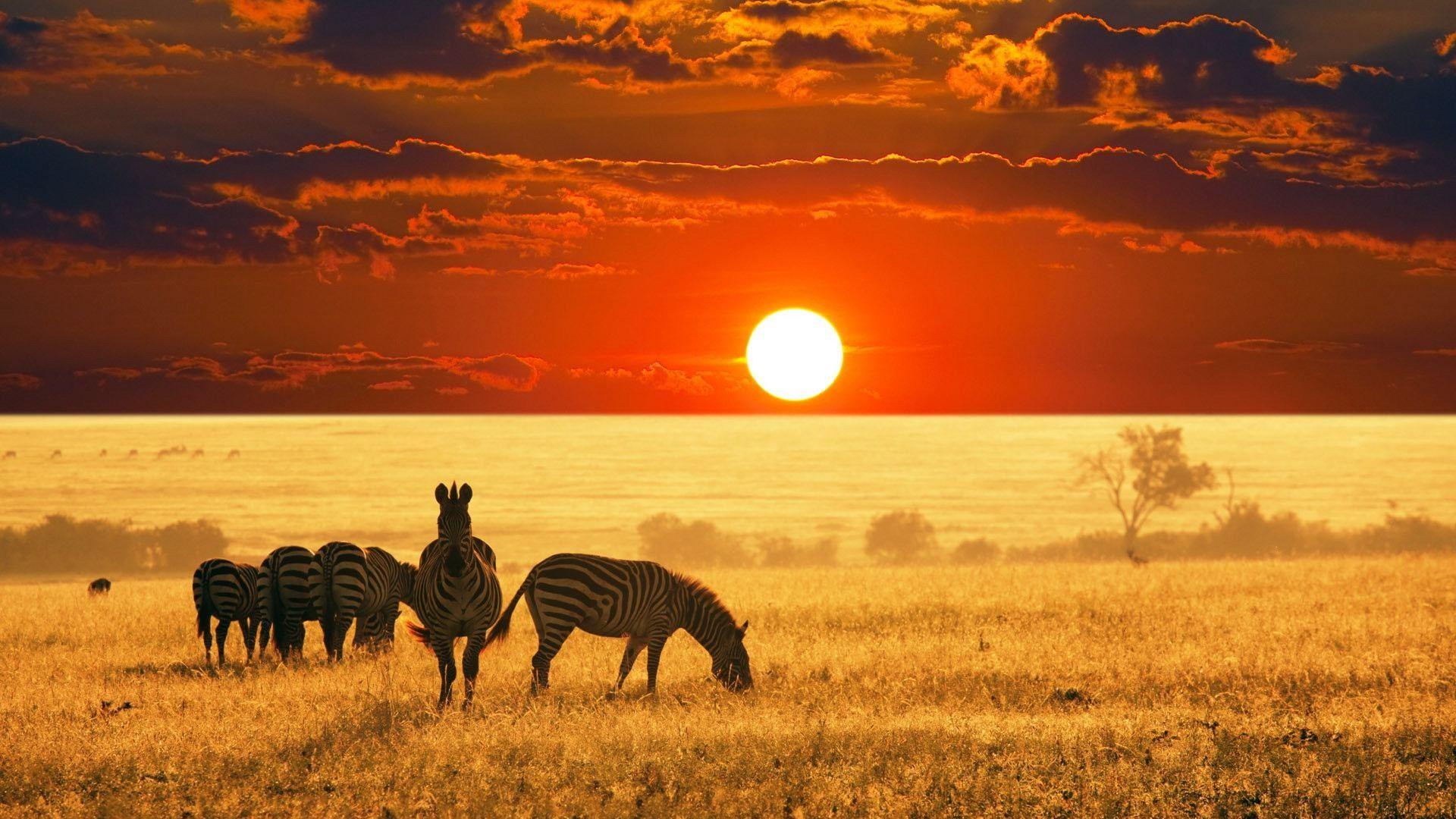 Australia Sunset Wildlife Wallpaper