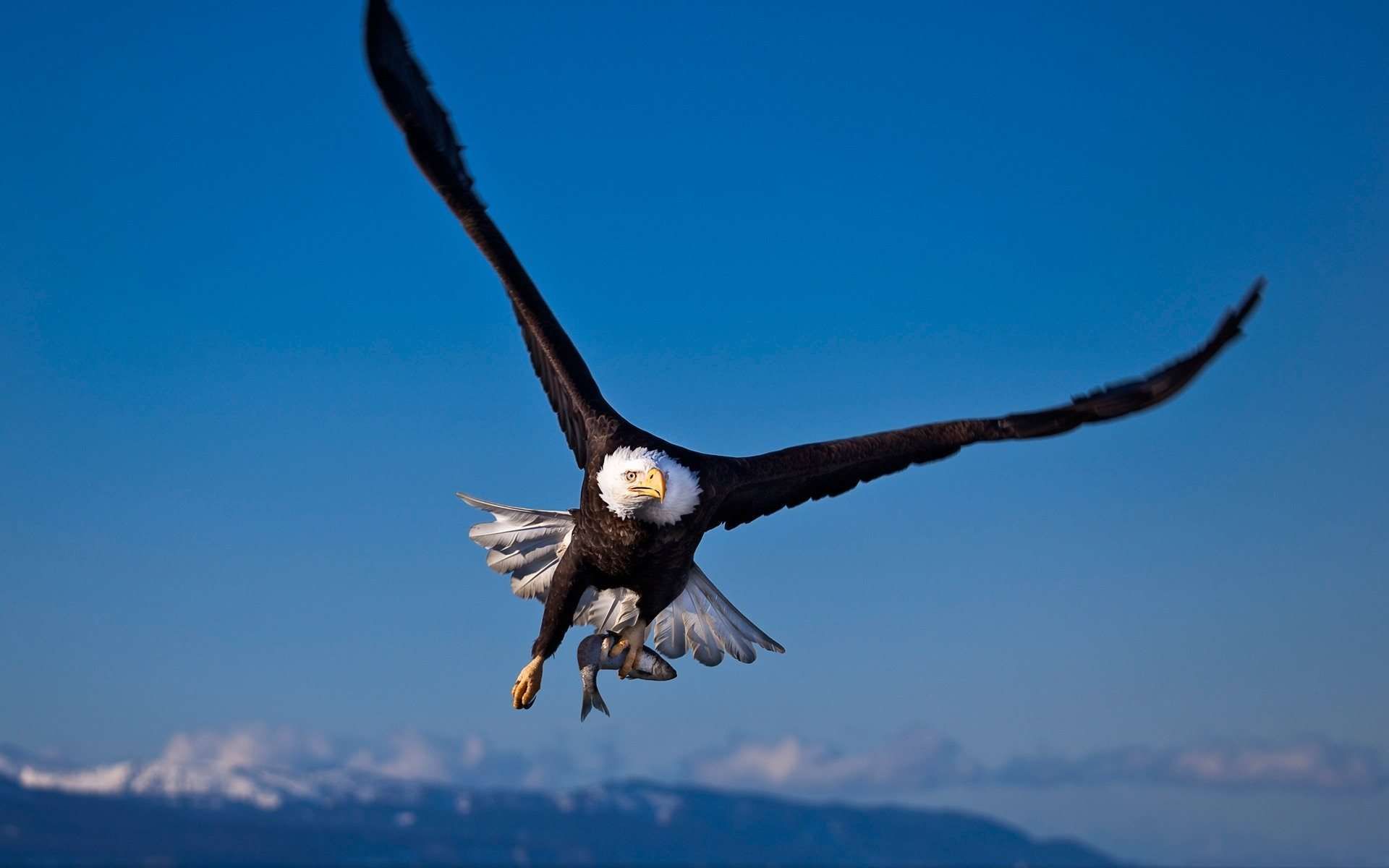 Bald Eagle Hunted A Fish Wallpaper (Dengan gambar)