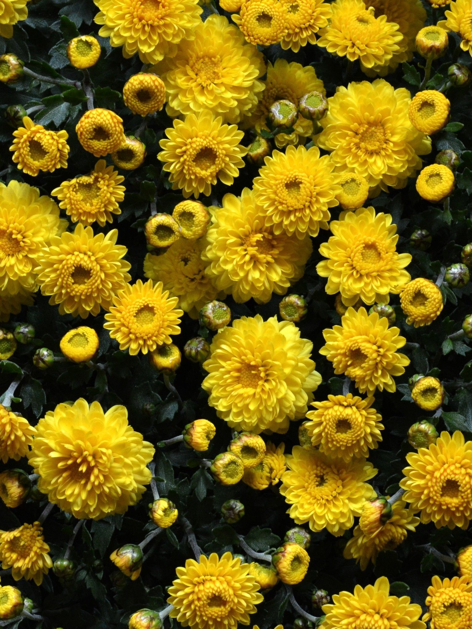 Download 1536x2048 Yellow Flowers, Chrysanthemums, Garden, Ripe