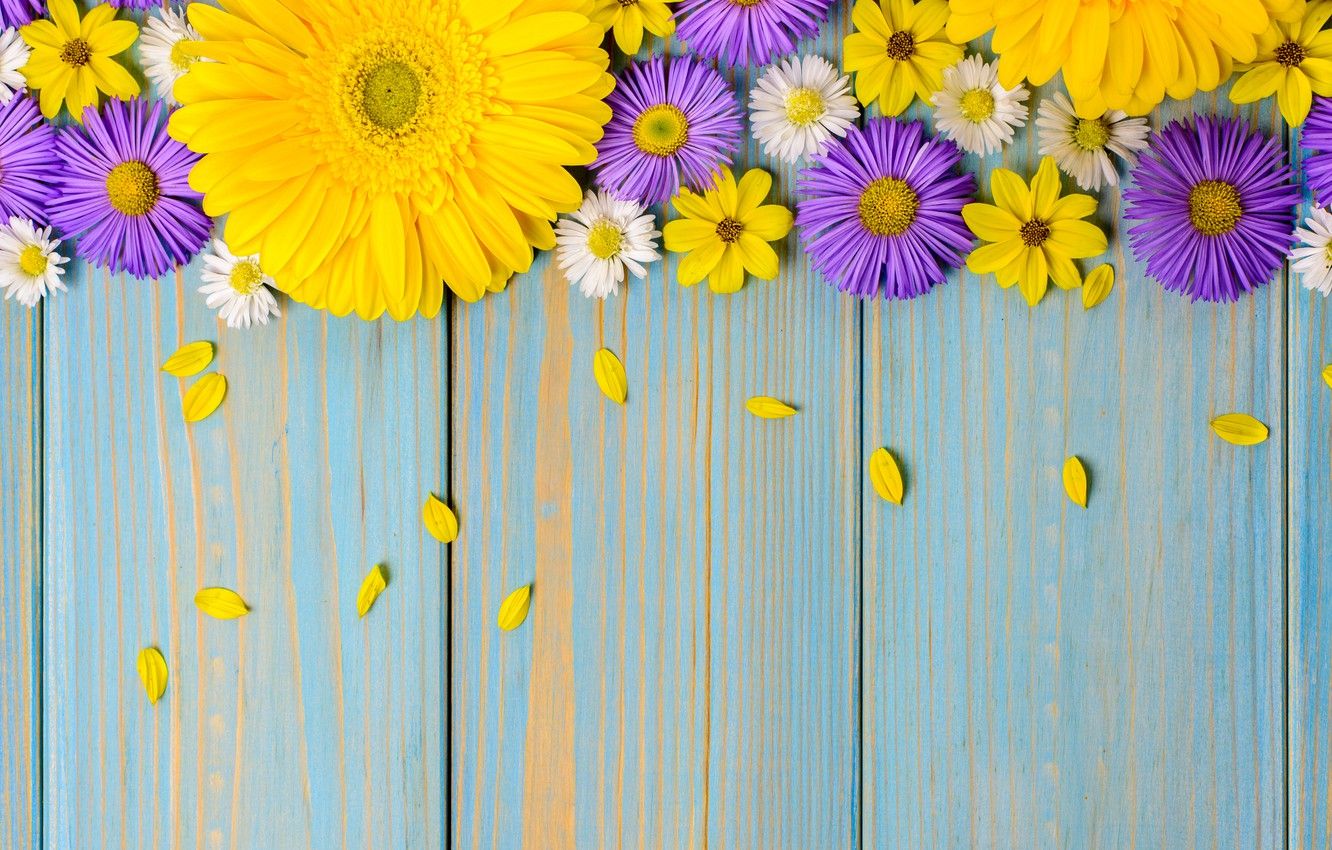 Wallpaper flowers, background, blue, chamomile, yellow, gerbera