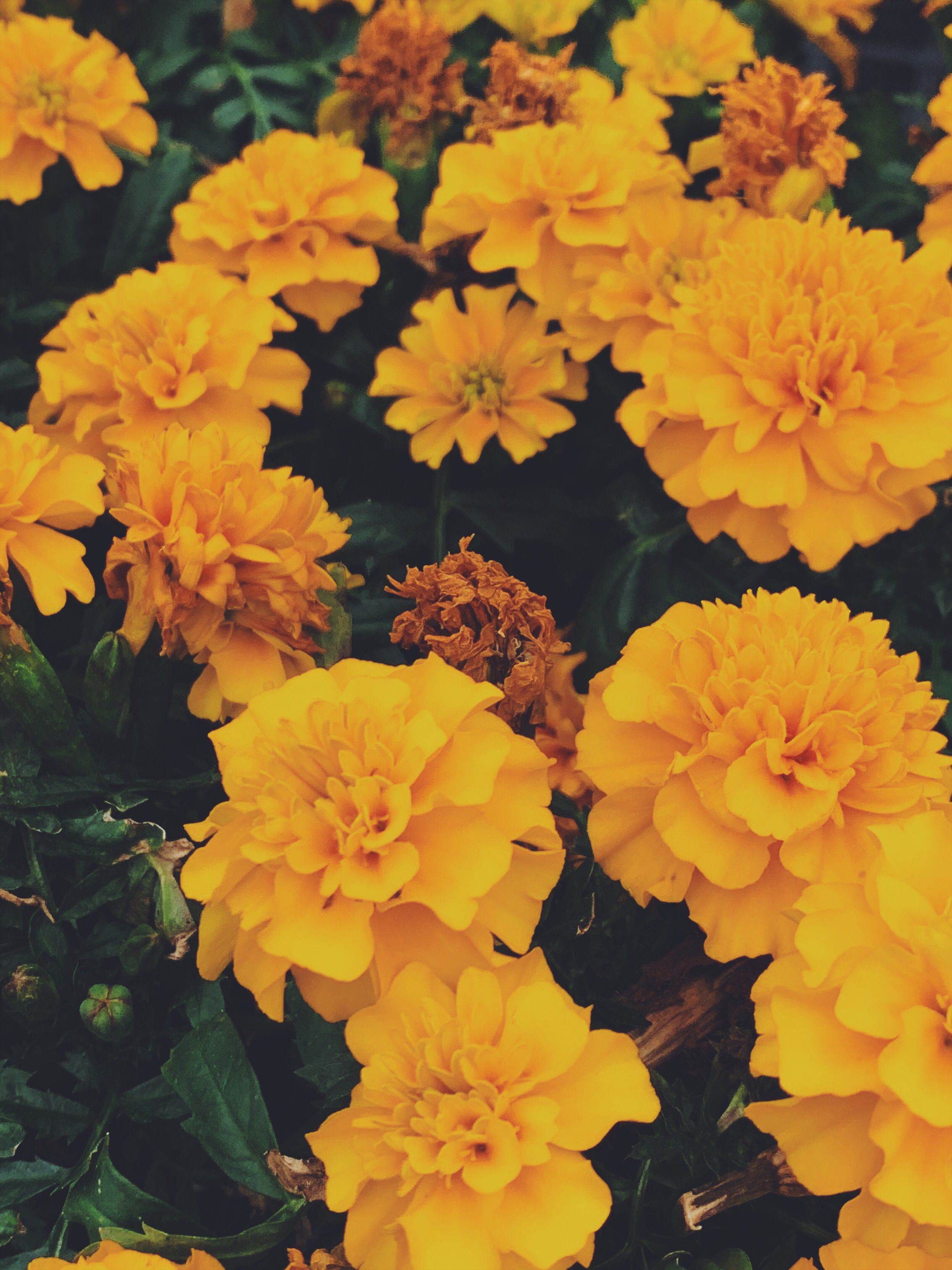aesthetic #yellow #garden #plants #wildflowers