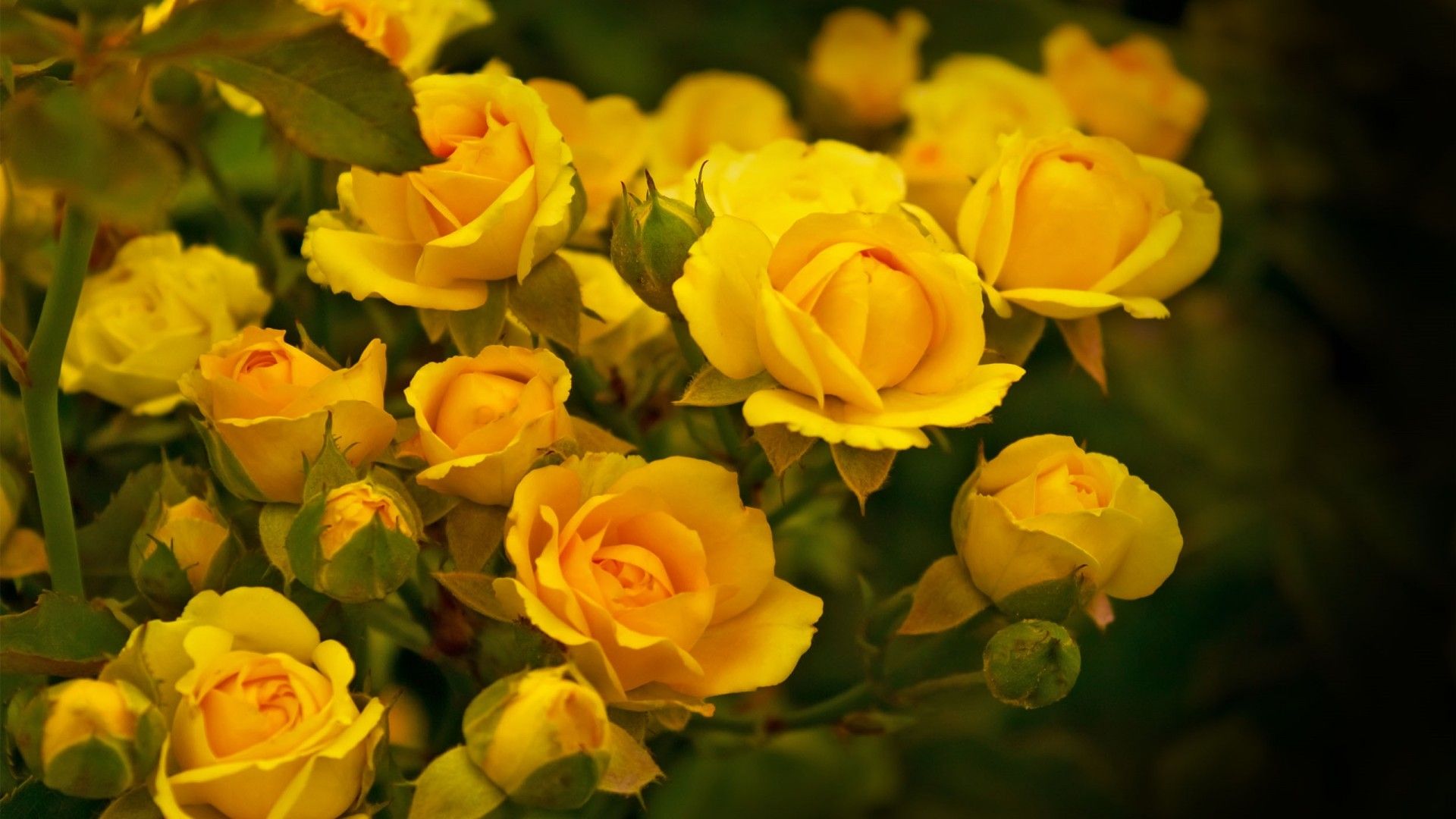 Yellow Roses New Image Color Expression HD Wallpaper 1566975