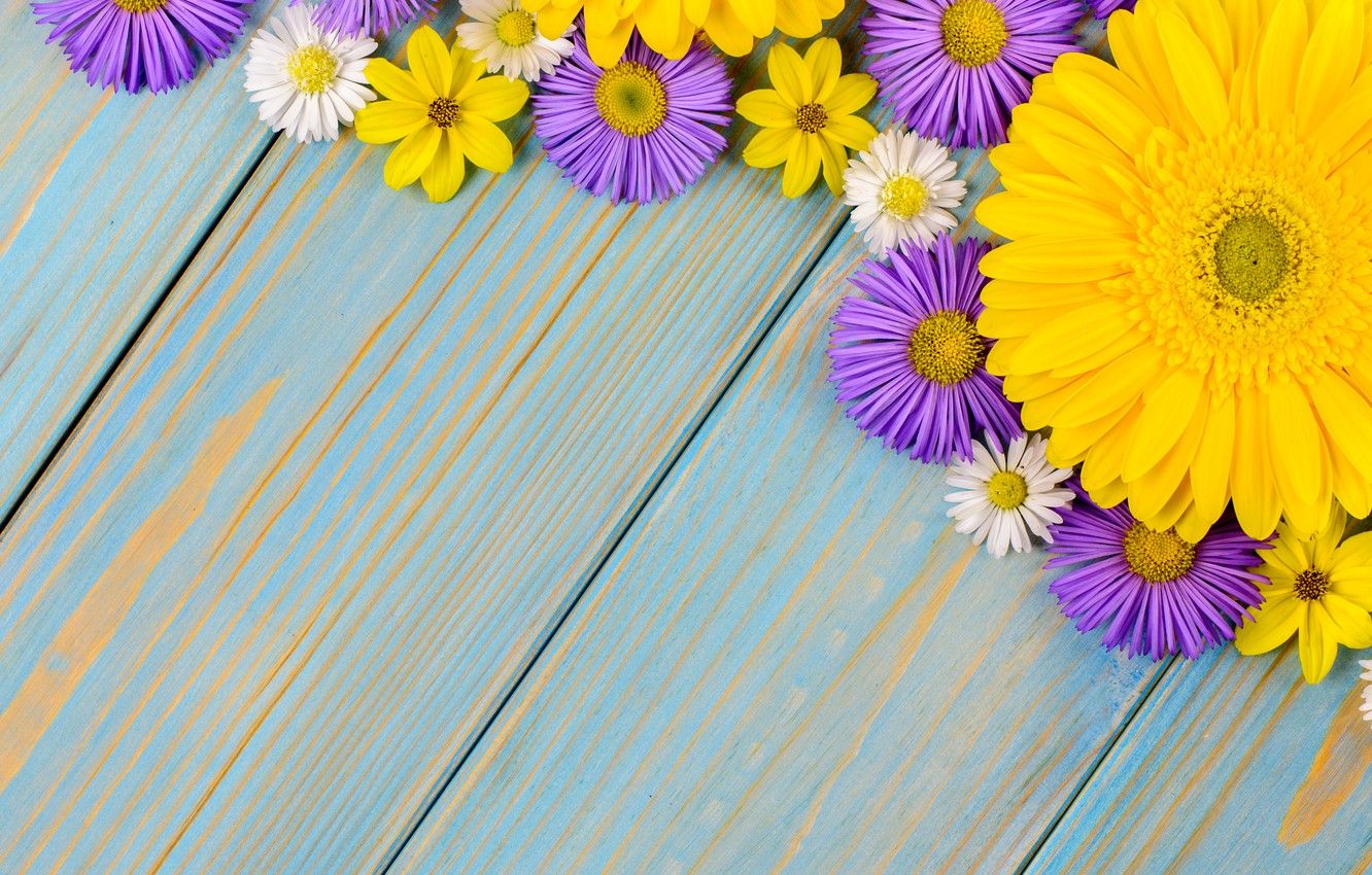 Wallpaper flowers, background, blue, chamomile, gerbera, yellow