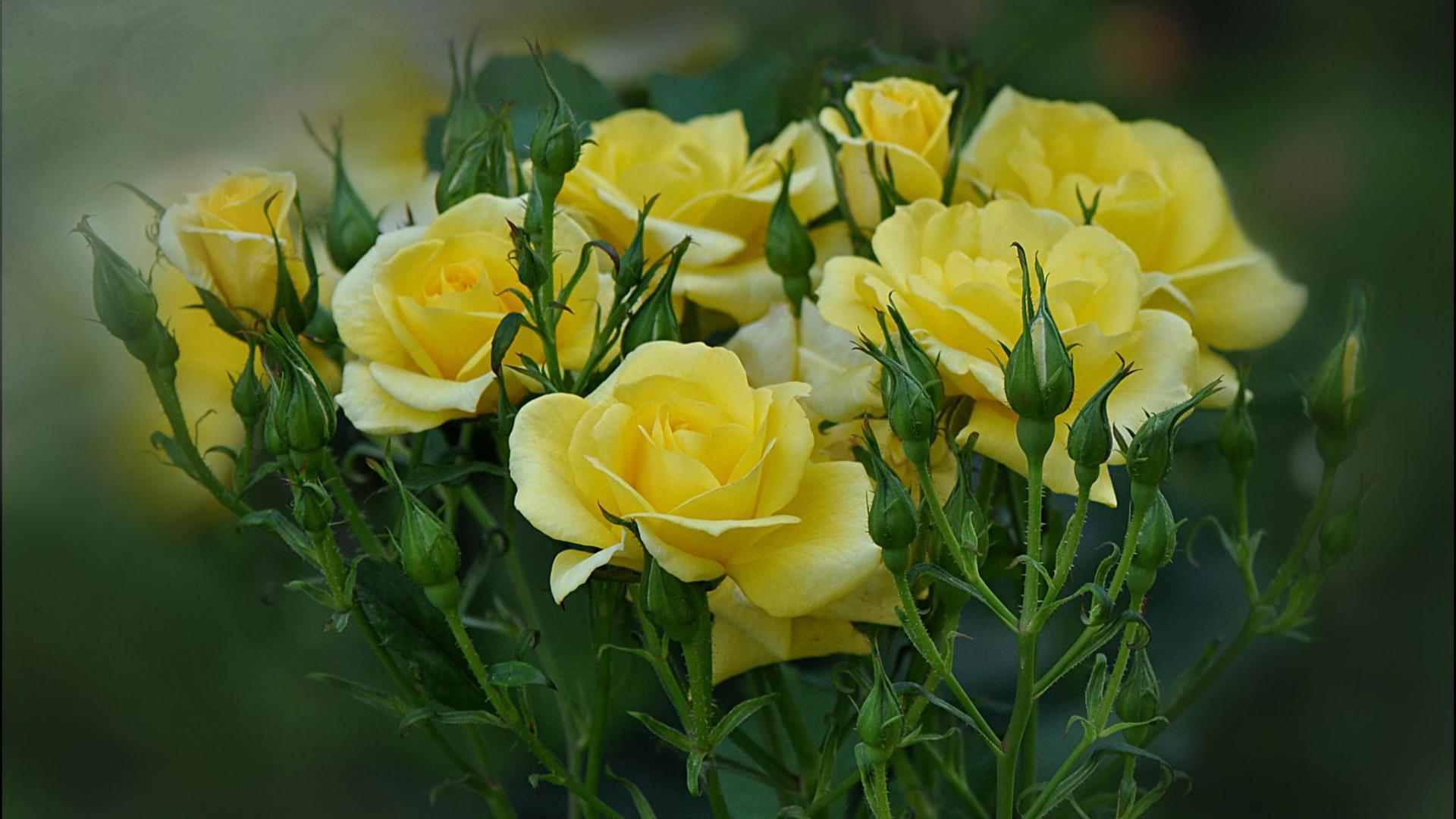 Yellow roses are blooming in the garden wallpaper and image