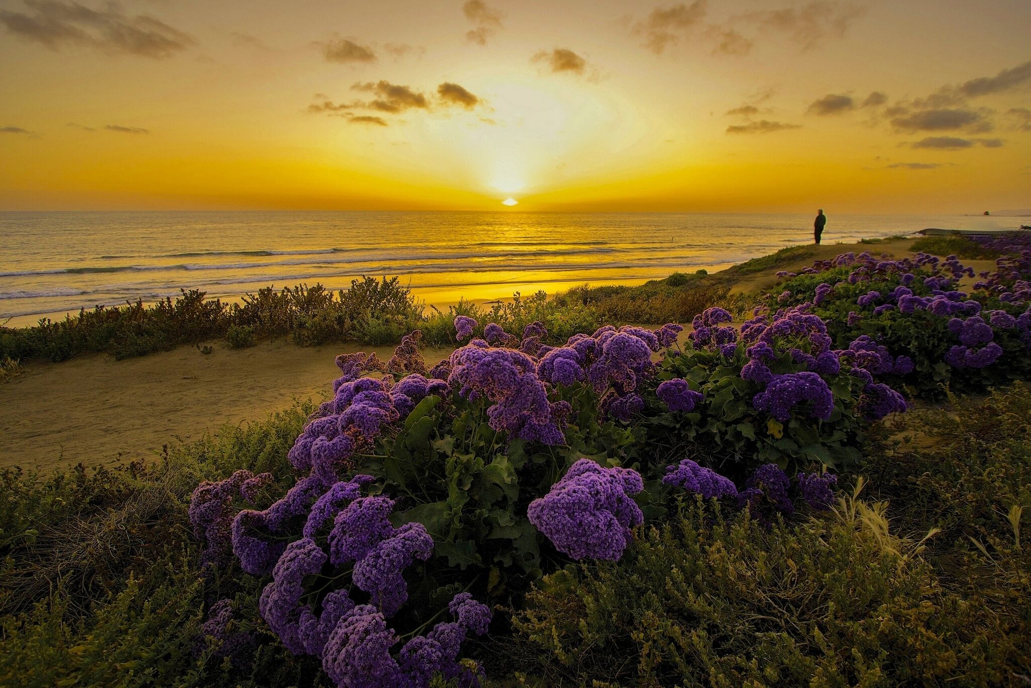 Pacific Ocean California, HD Flowers, 4k Wallpaper, Image