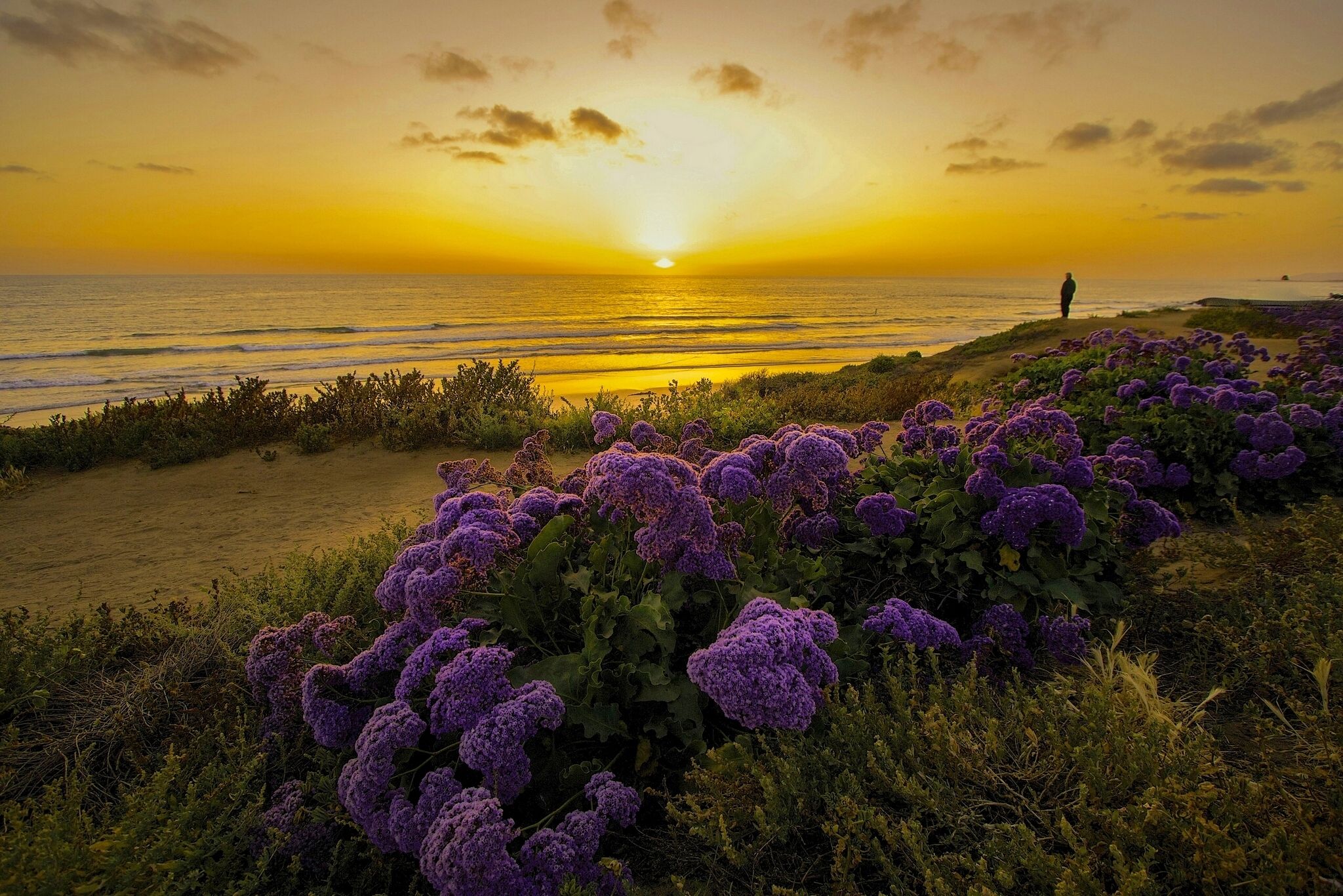 Pacific Ocean California, HD Flowers, 4k Wallpaper, Image, Background, Photo and Picture