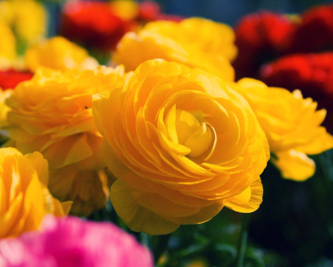 Yellow roses blossomed in the garden Desktop wallpaper 1280x1024