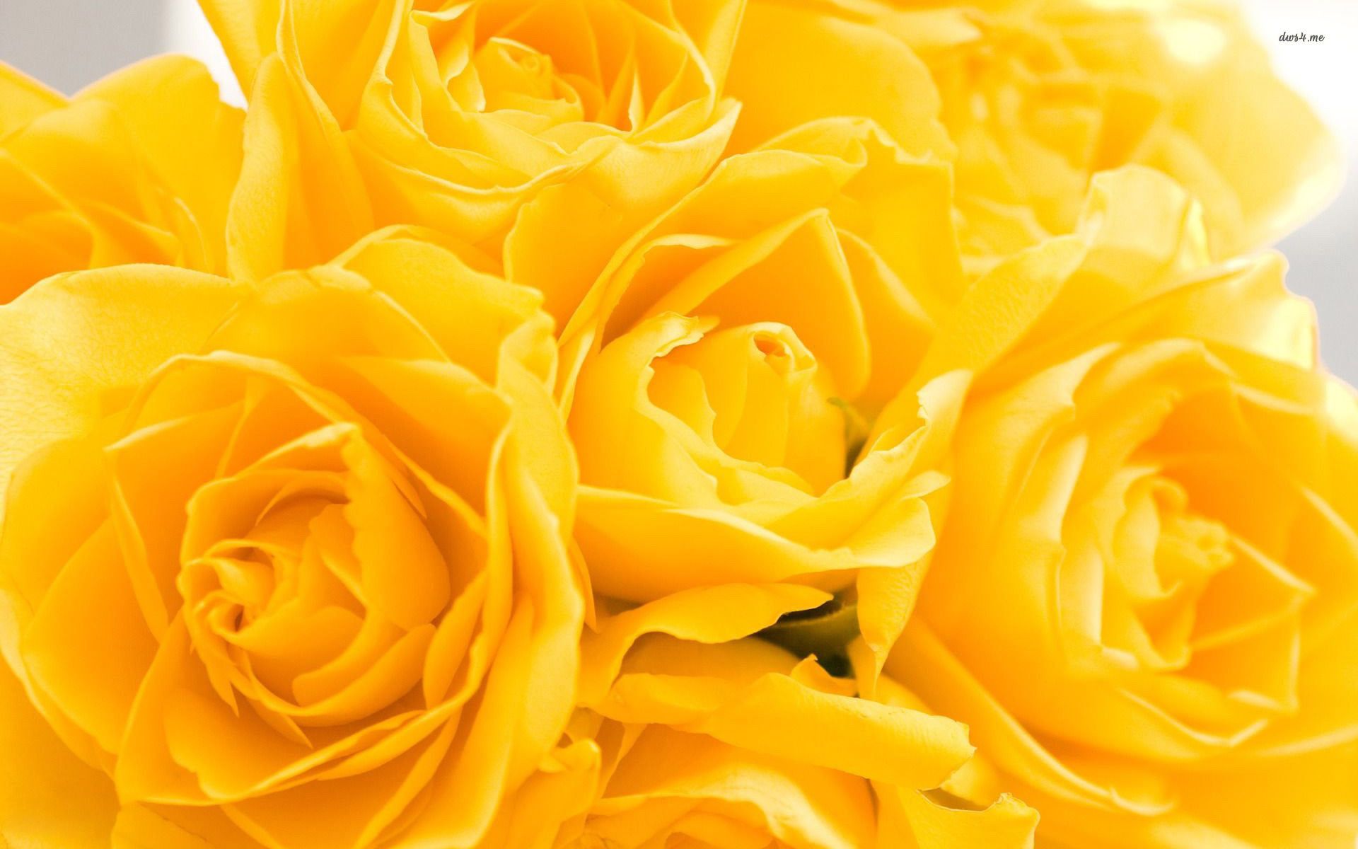 69+ Yellow Roses Wallpapers