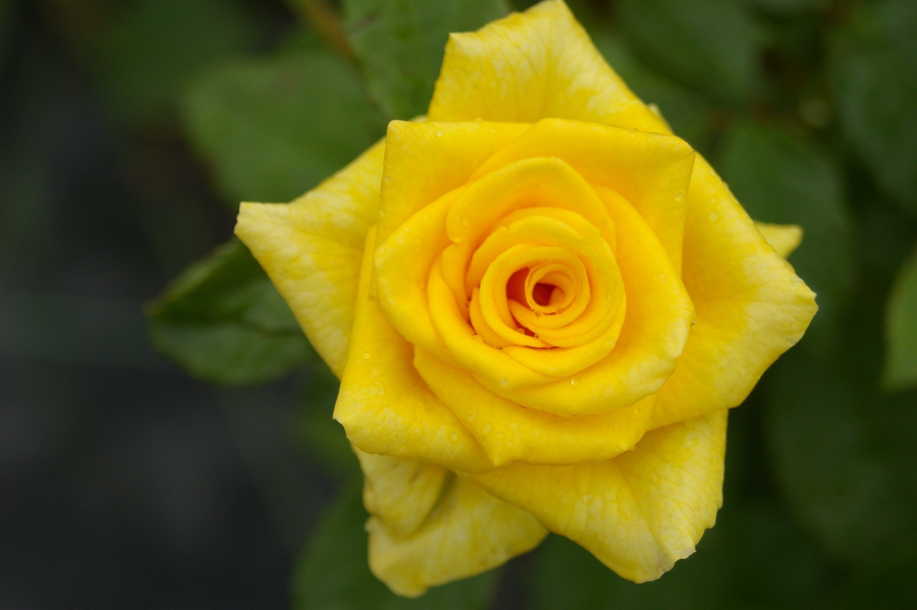 Nature Beautiful Green Rose Forever Flowers Yellow Roses