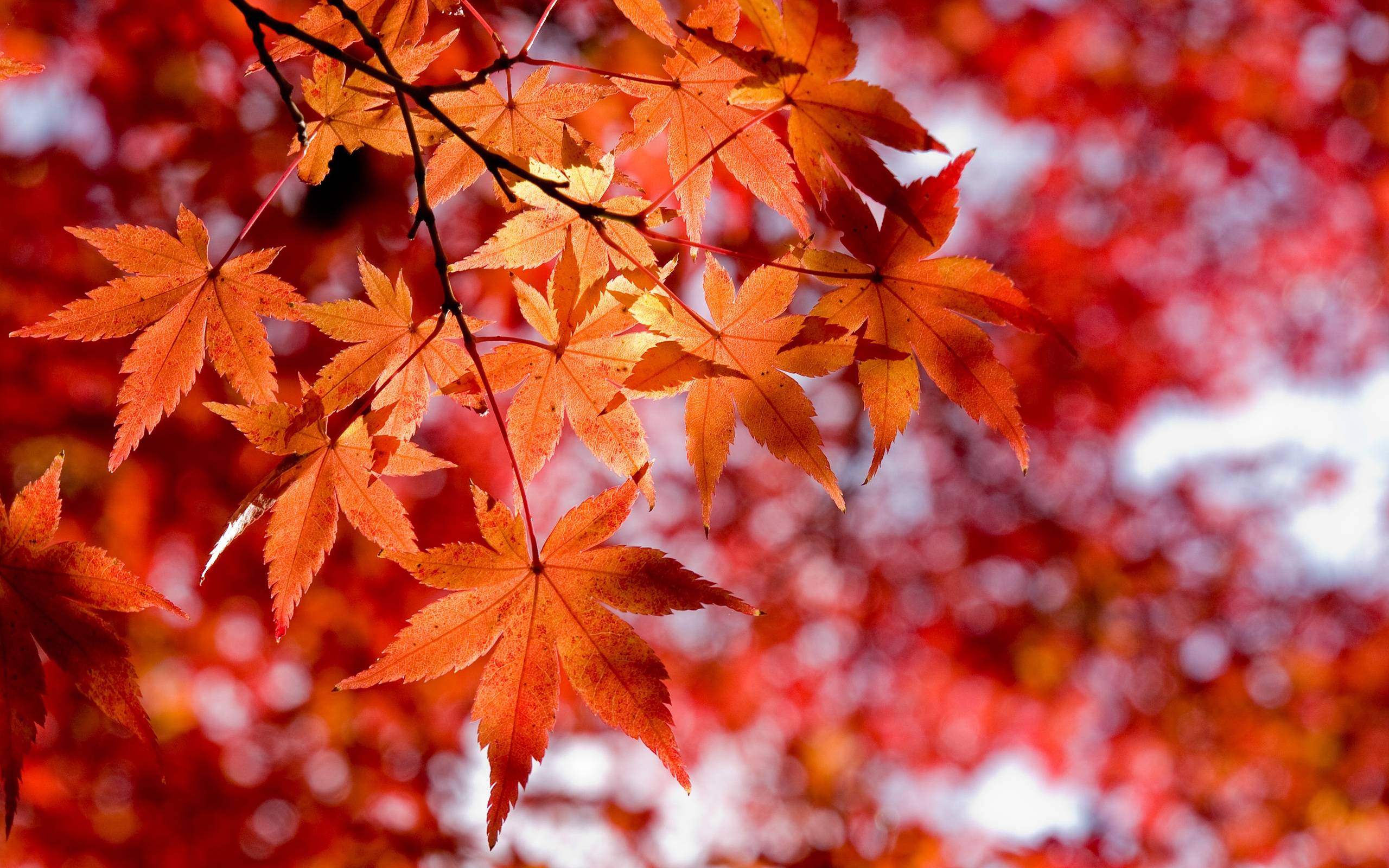 Japanese Maple Leaves Wallpaper Free Japanese Maple Leaves Background