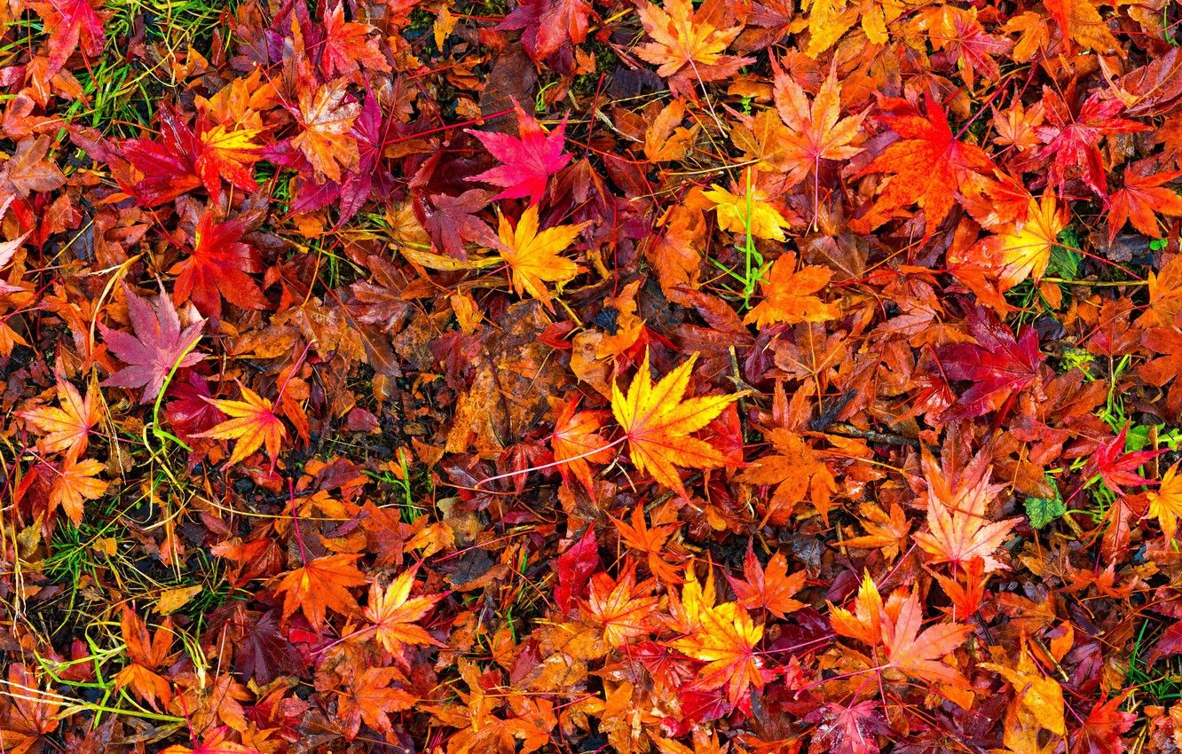 Wallpaper autumn, leaves, background, colorful, red, maple