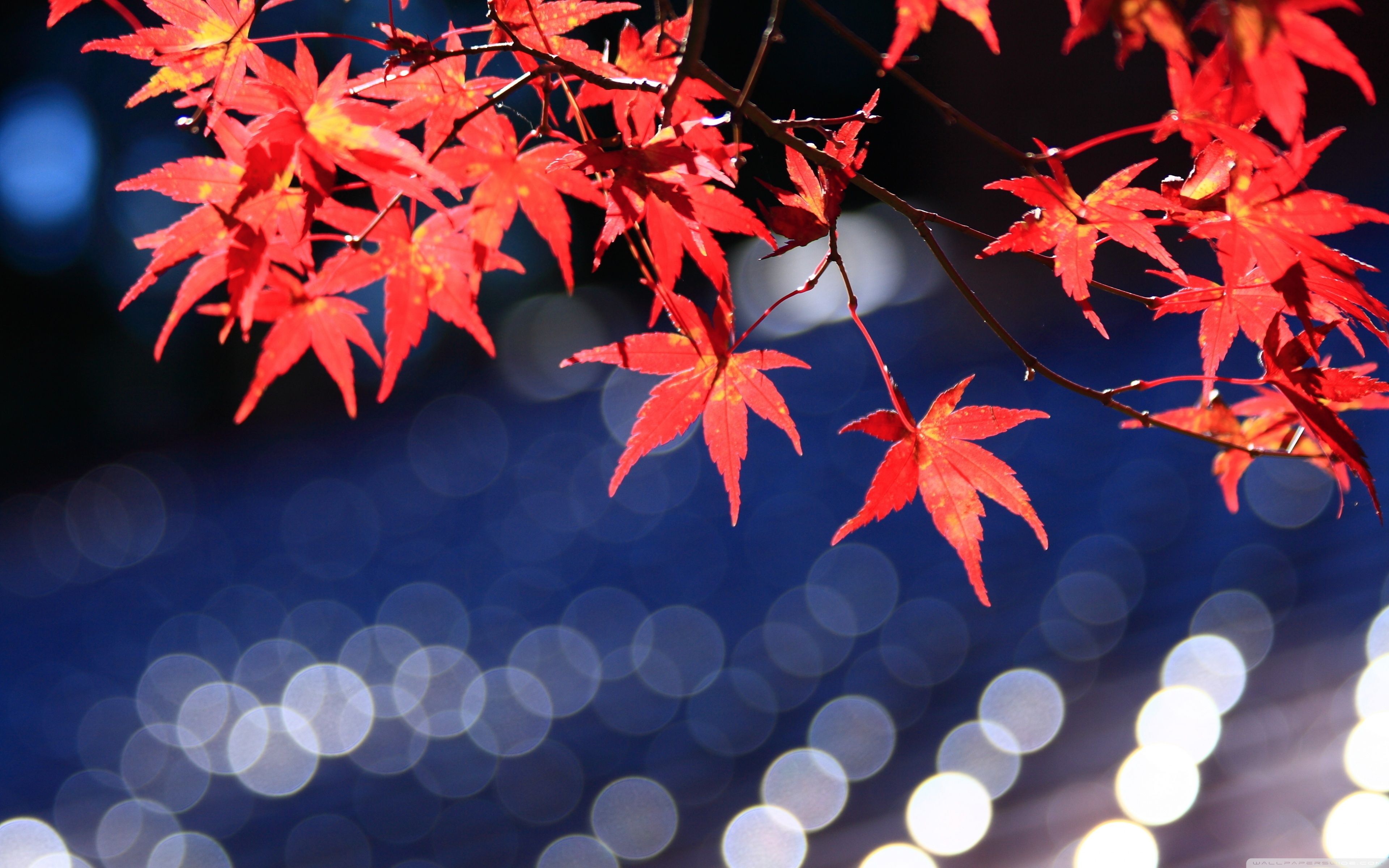 Japanese Maple Leaves Bokeh Ultra HD Desktop Background Wallpaper