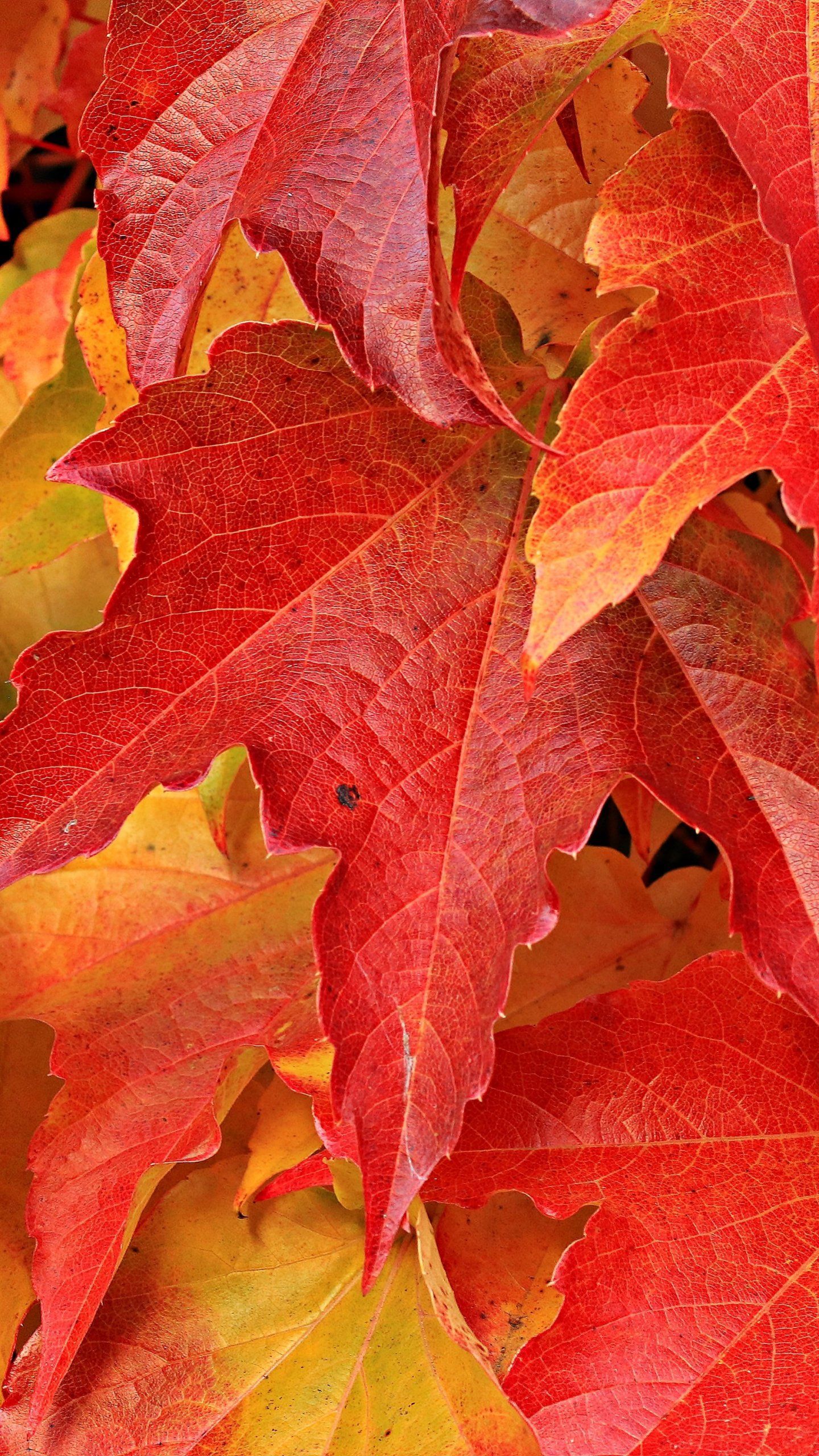 Maple Leaves Wallpaper Free Maple Leaves Background