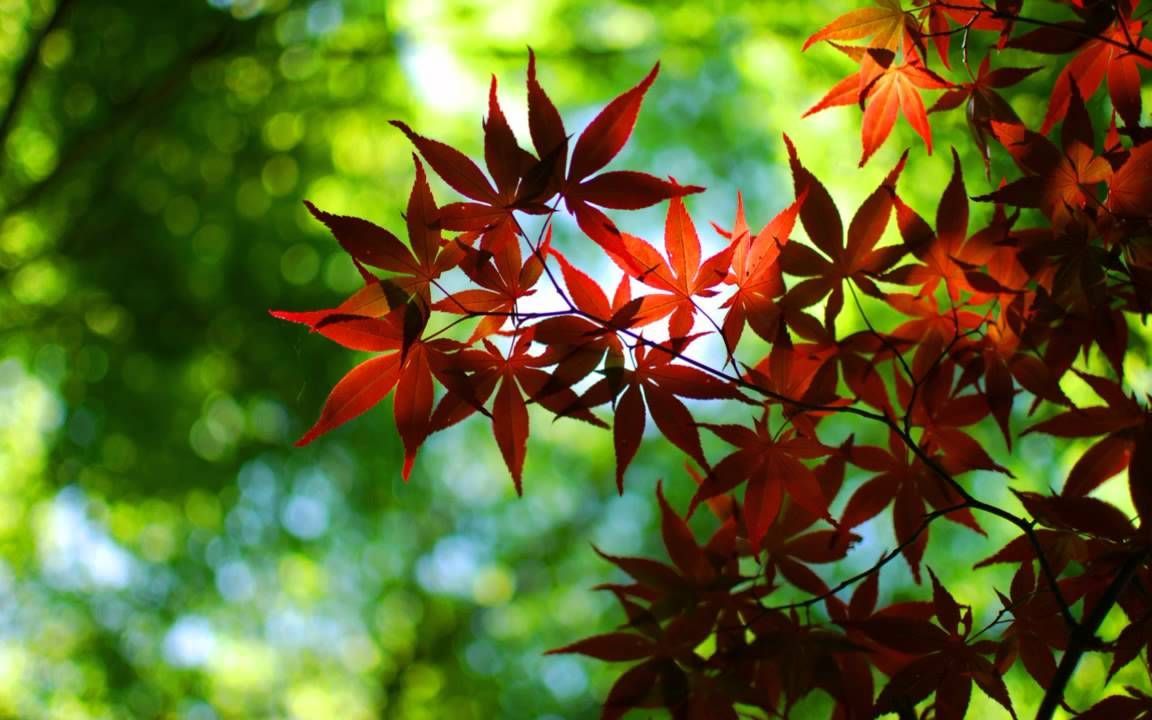 Vasiliy Nikitin Ambient Mix 50. Japanese maple tree