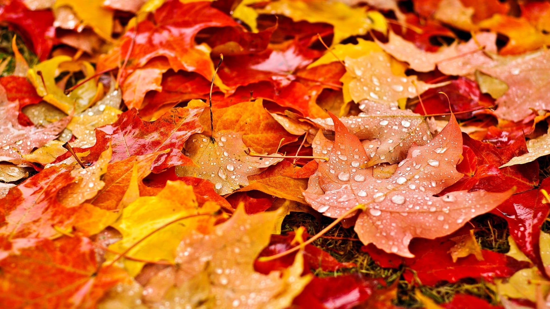 Free download Yellow and red leaves nature fall leaves maple
