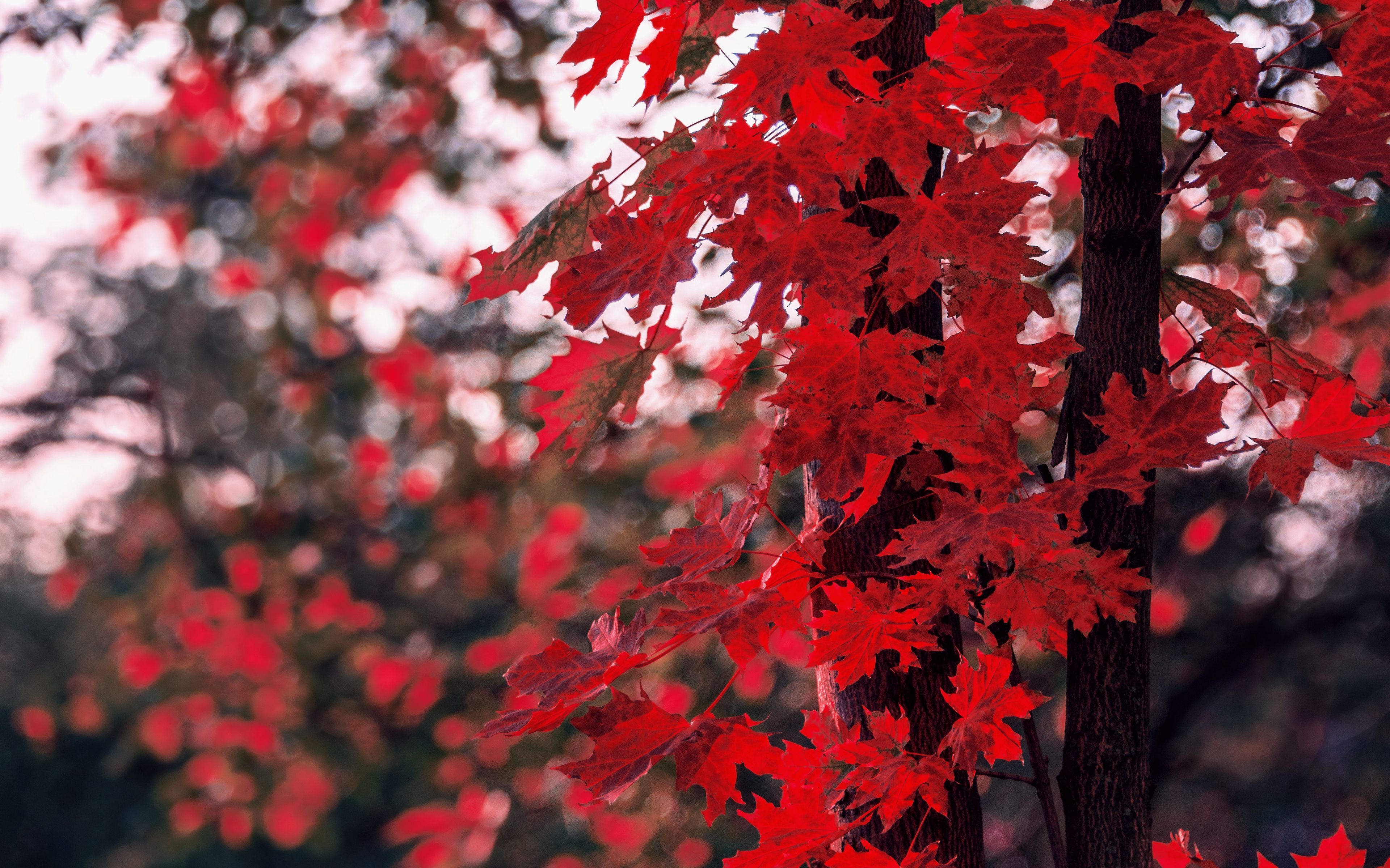 Download wallpaper 3840x2400 maple, leaves, autumn, tree, branches