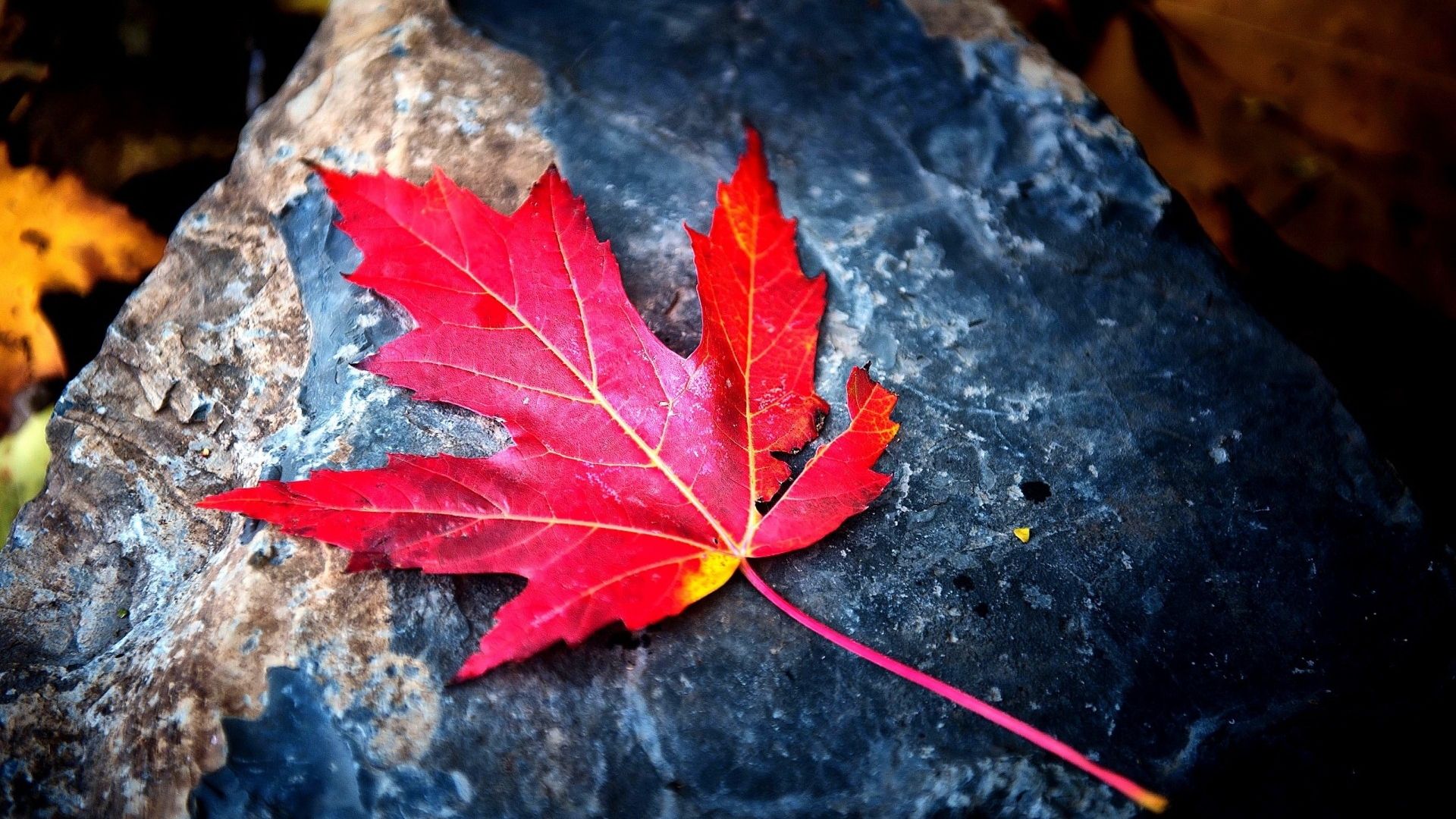 Free download Red maple leaf Wallpaper Red maple leaf Background
