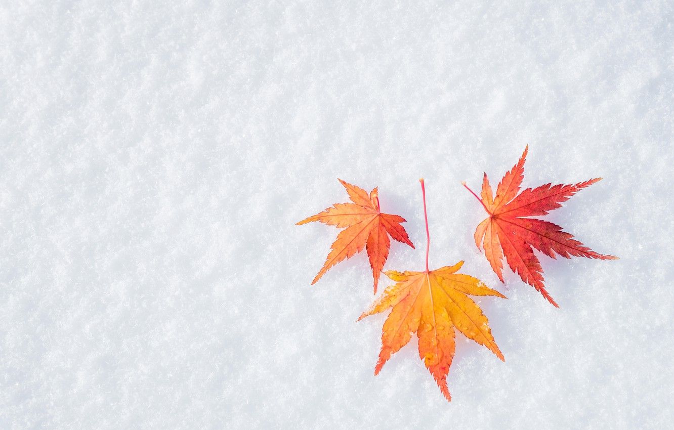 Wallpaper winter, autumn, leaves, snow, maple, winter, background