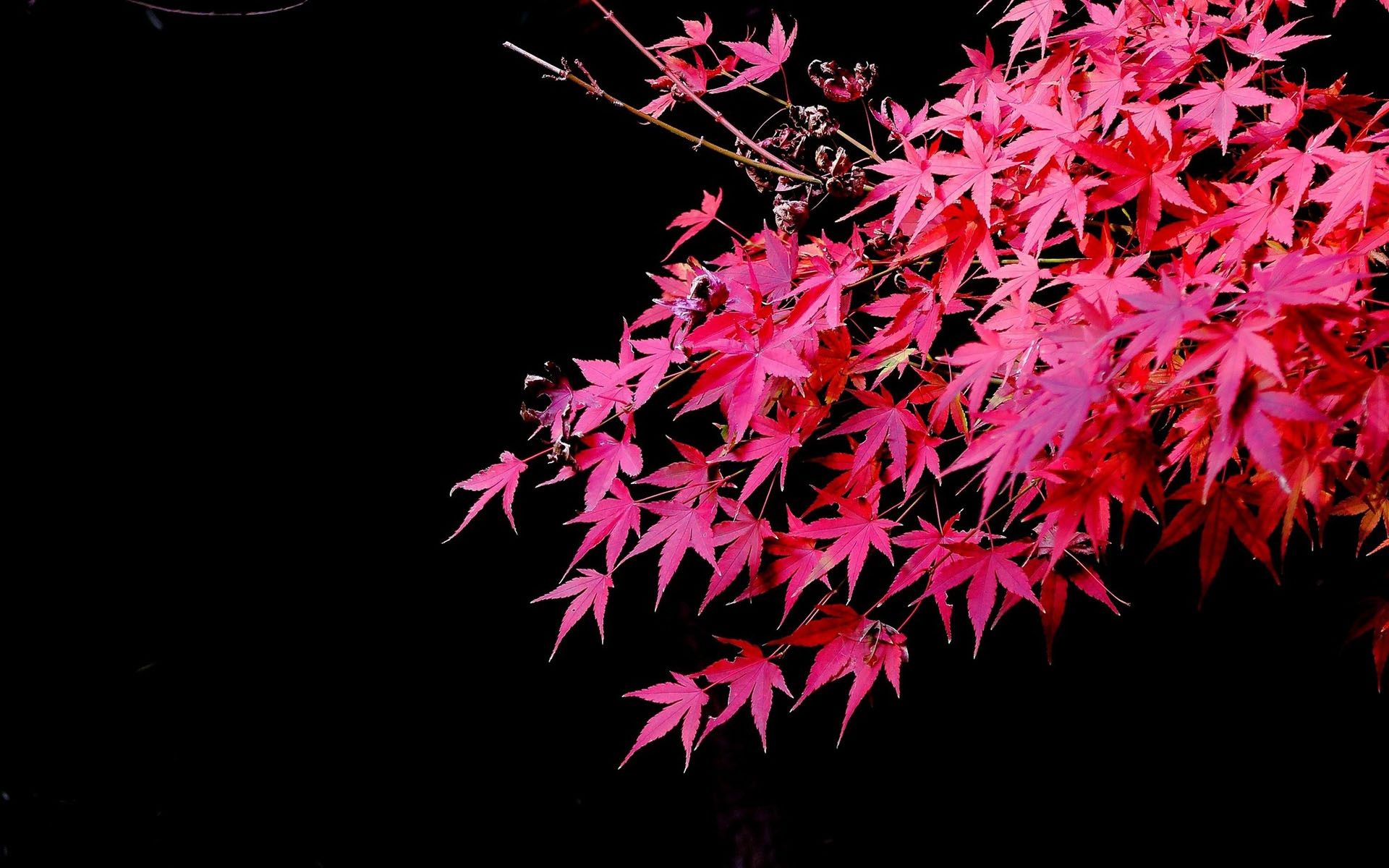 Wallpaper Red maple leaves, black background, autumn 1920x1200 HD
