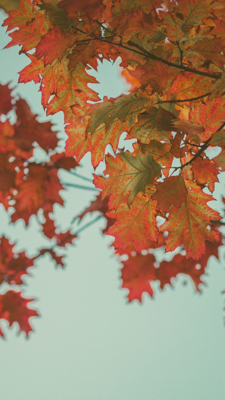 Download wallpaper 938x1668 maple, leaves, autumn, red, branches